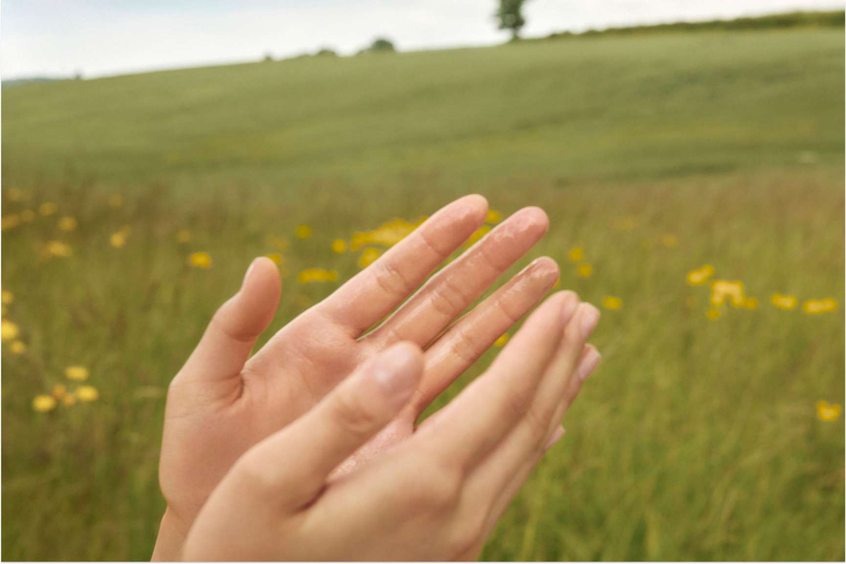 Hands with water droplets in a grassy field with yellow flowers.
