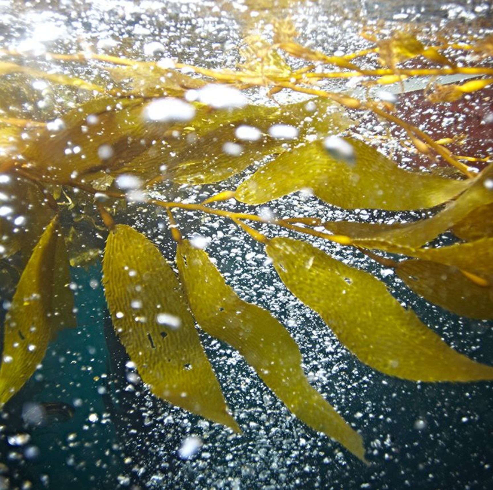 Marine Body Cream under water