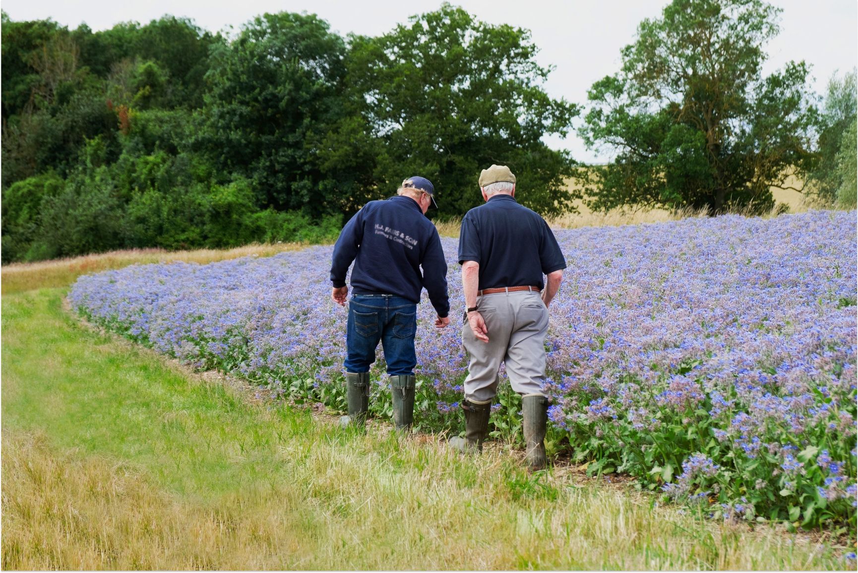 Two men walk alongside a large field of blue-purple flowers with trees in the background.