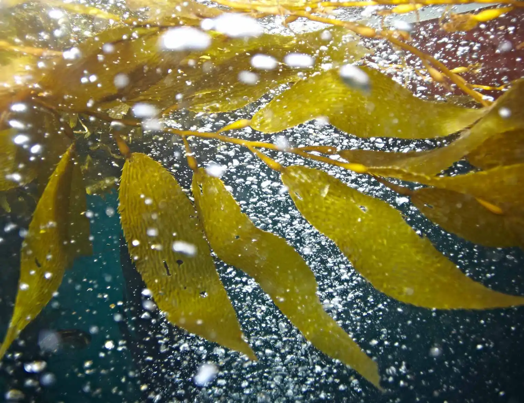 Golden-brown kelp fronds float underwater, surrounded by many white bubbles against a dark blue background.