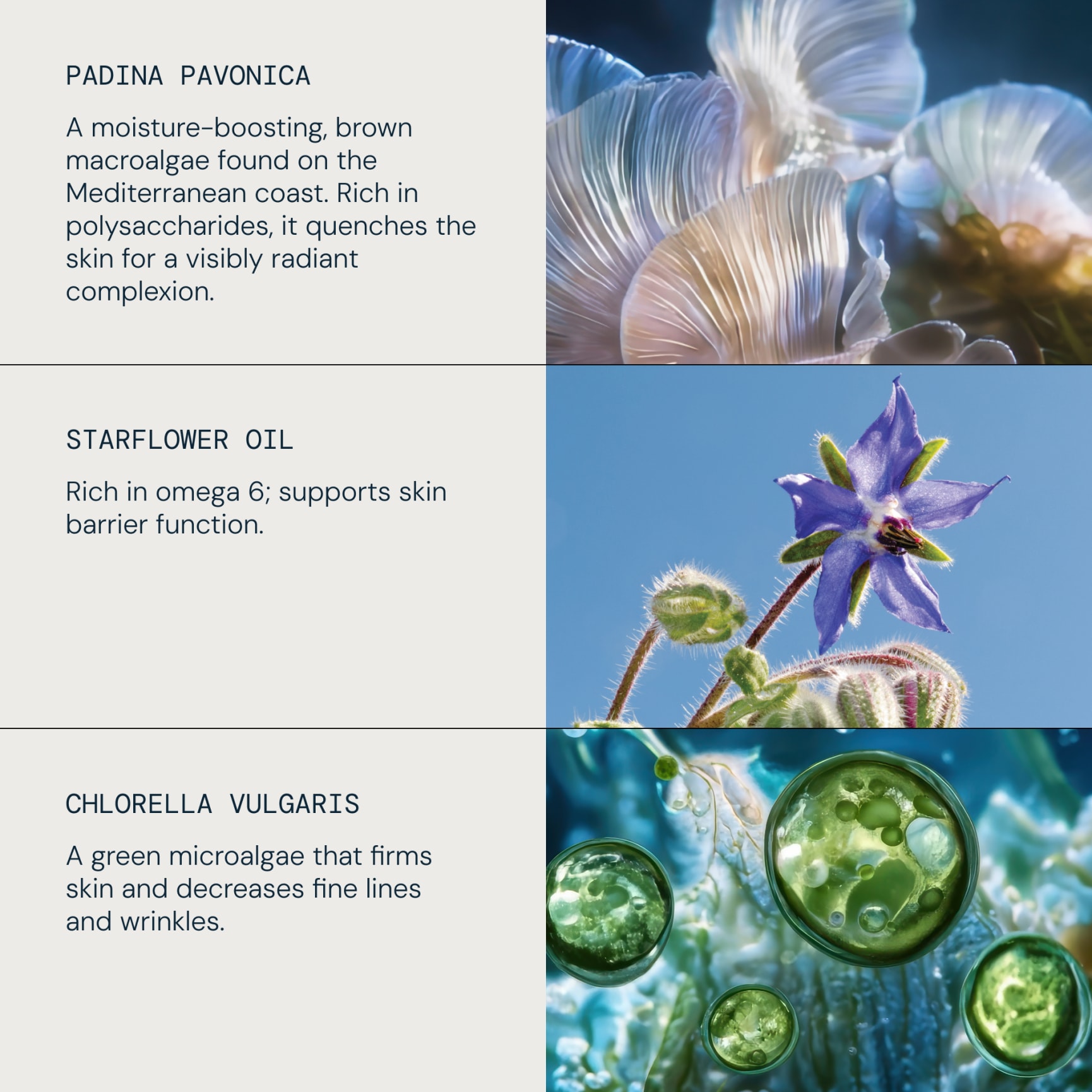 Graphic for ELEMIS featuring three key ingredients with photos: padina pavonica macroalgae, starflower oil and chlorella vulgaris microalgae. Text notes padina pavonica boosts moisture and radiance, starflower oil supports the skin barrier, chlorella vulgaris firms skin and reduces lines.