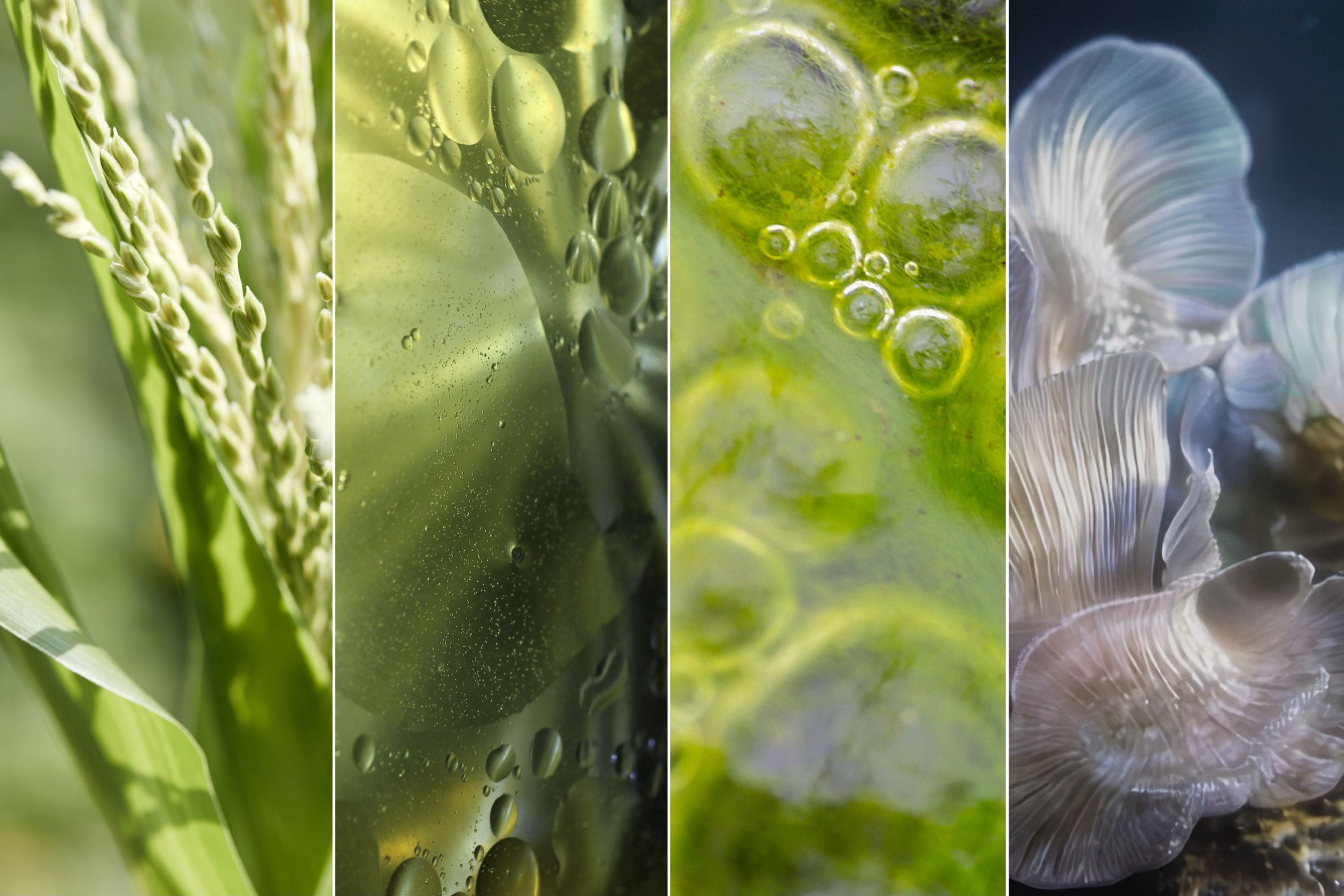 Four vertical panels showing a rice plant, oil and water separation, bubbles in green liquid, and mushroom gills.