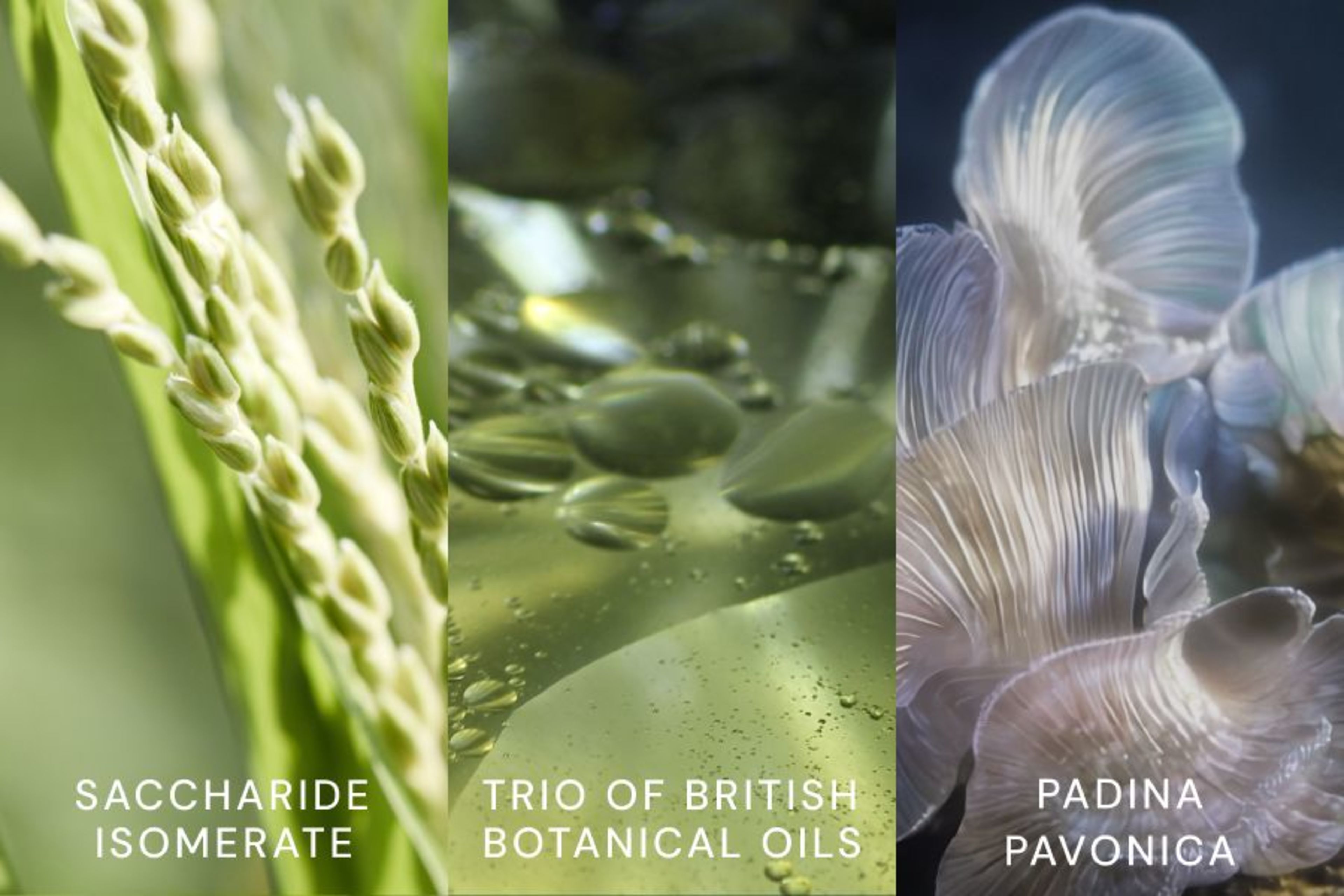 Triptych image featuring Chlorella Vulgaris, Deep-Sea Water Extract, and Padina Pavonica.