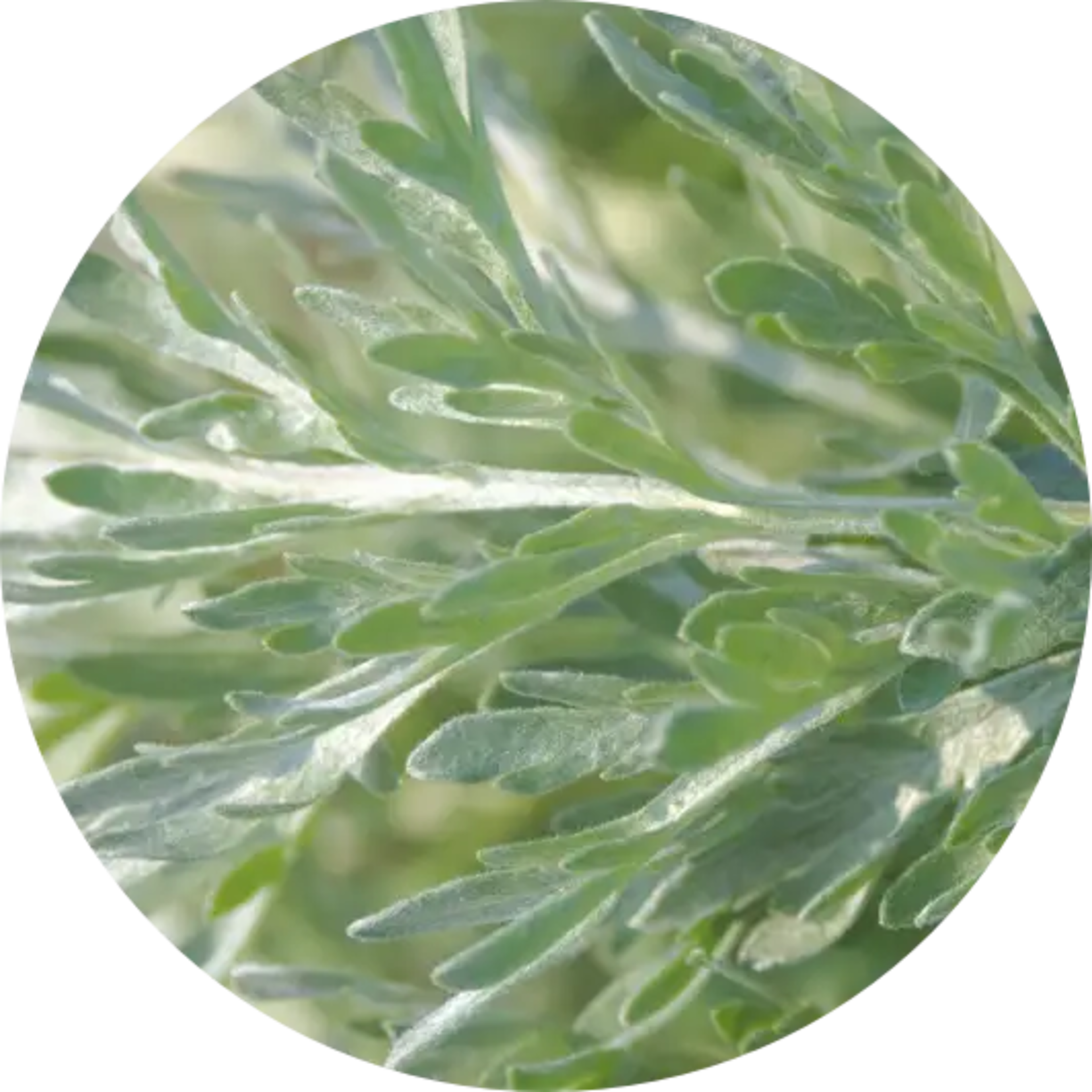 Close-up of silvery-green, fuzzy plant leaves.