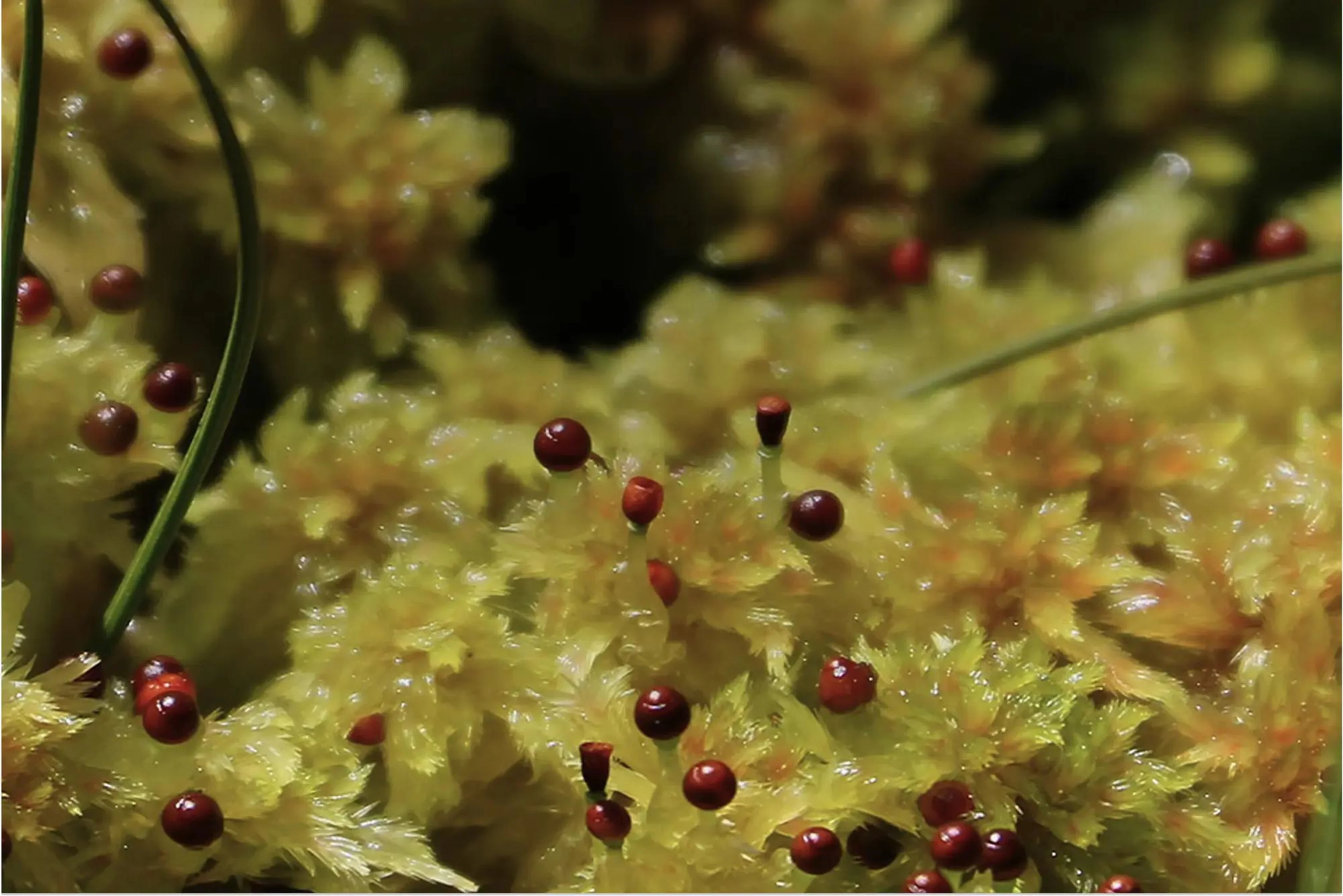 Underwater view of golden kelp fronds surrounded by rising bubbles