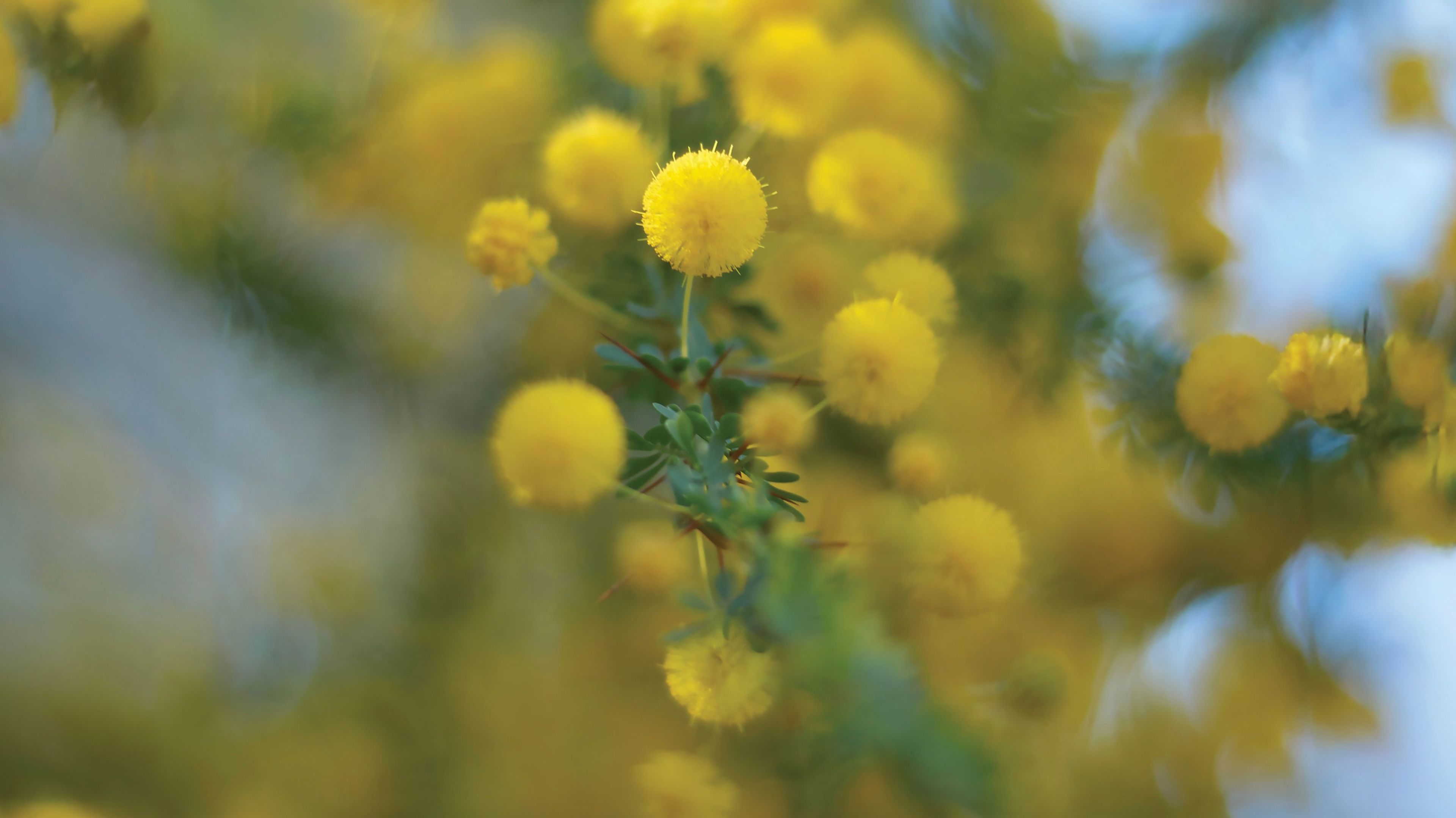 Hands with water droplets in a grassy field with yellow flowers.