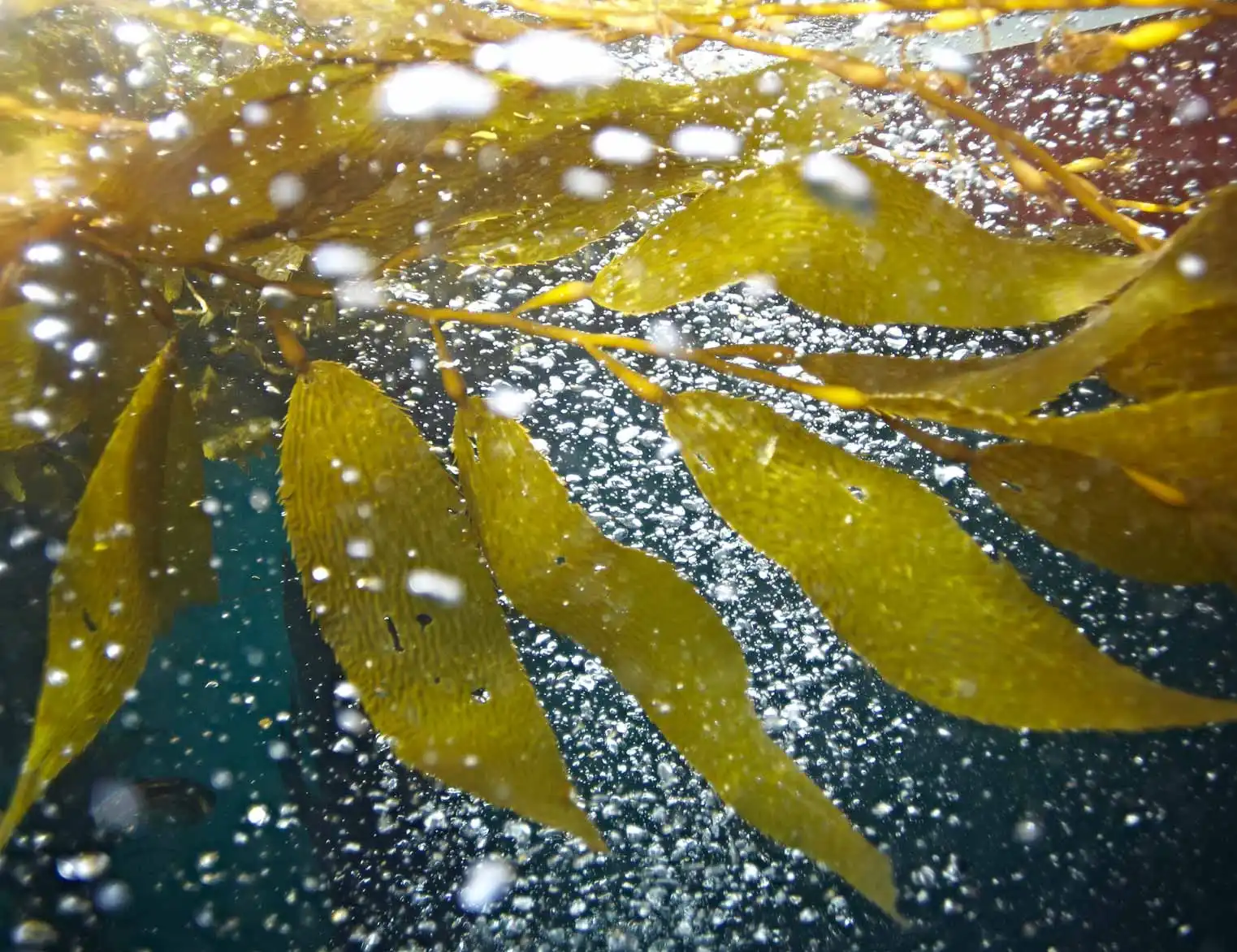 Golden-brown kelp fronds float underwater, surrounded by many white bubbles against a dark blue background.