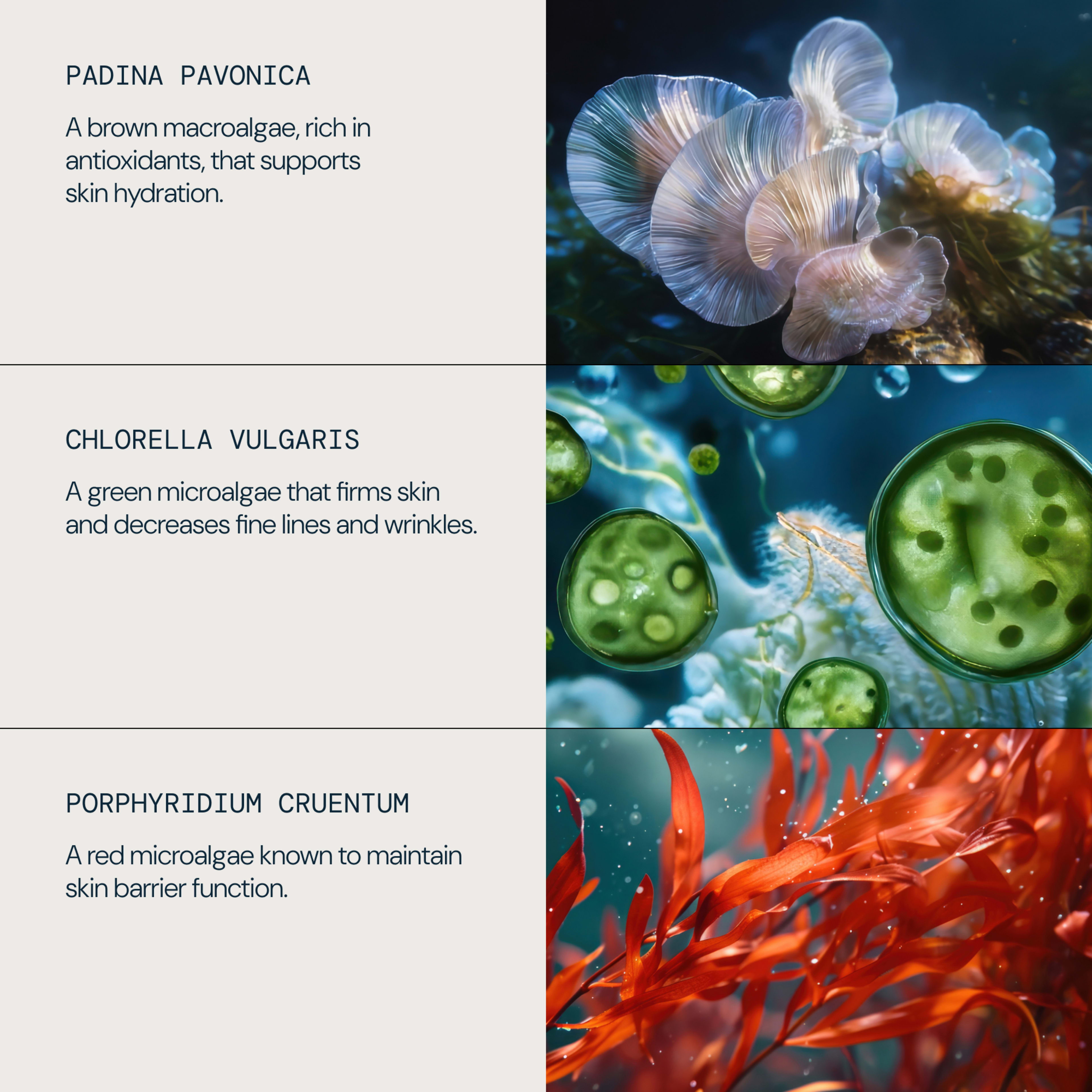 PADINA PAVONICA, CHLORELLA VULGARIS and PORPHYRIDIUM CRUENTUM macroalgae with close-up underwater visuals, described respectively as supporting skin hydration, firming skin and reducing fine lines and wrinkles, and maintaining skin barrier function.