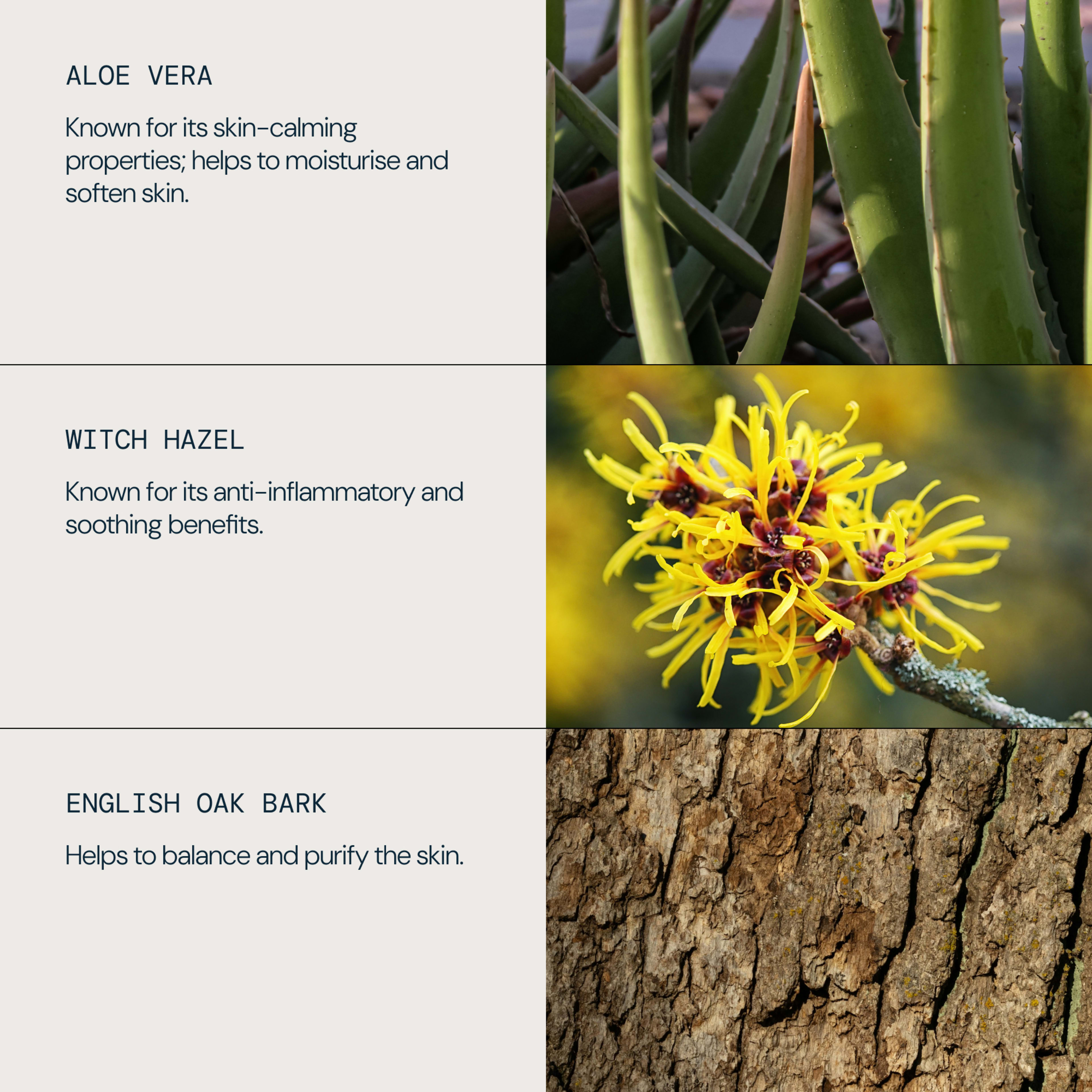 Side‑by‑side layout showing aloe vera, witch hazel and english oak bark with brief text: aloe vera calms, moisturises and softens skin; witch hazel is anti‑inflammatory and soothing; english oak bark helps balance and purify skin.
