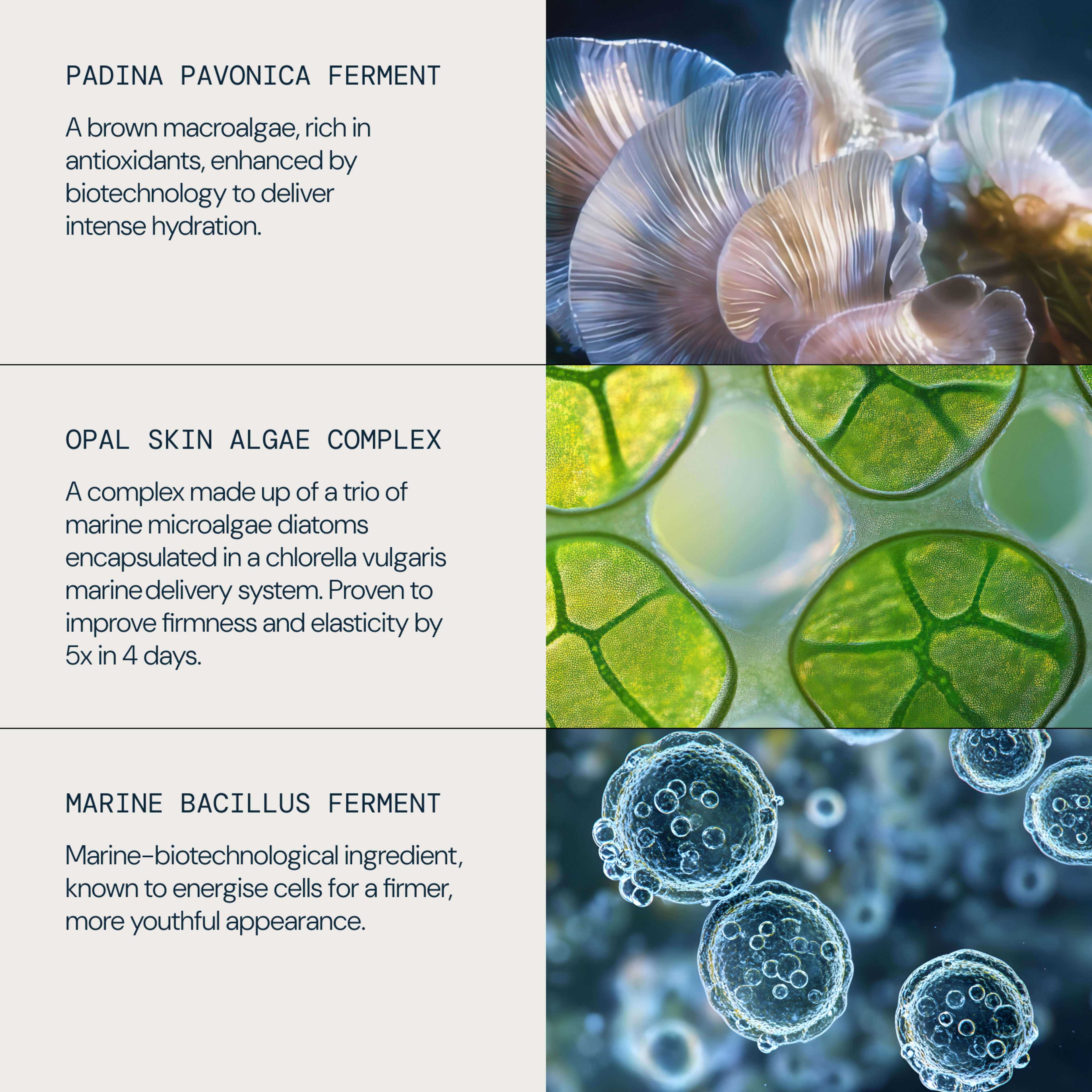 ELEMIS infographic showing three skincare actives: padina pavonica ferment, a brown macroalgae rich in antioxidants for intense hydration; opal skin algae complex from marine microalgae to improve firmness and elasticity 5x in 4 days.

Marine bacillus ferment, a marine‑biotechnological ingredient that energises cells for a firmer, more youthful appearance, alongside close‑up visuals of algae and microscopic marine structures.