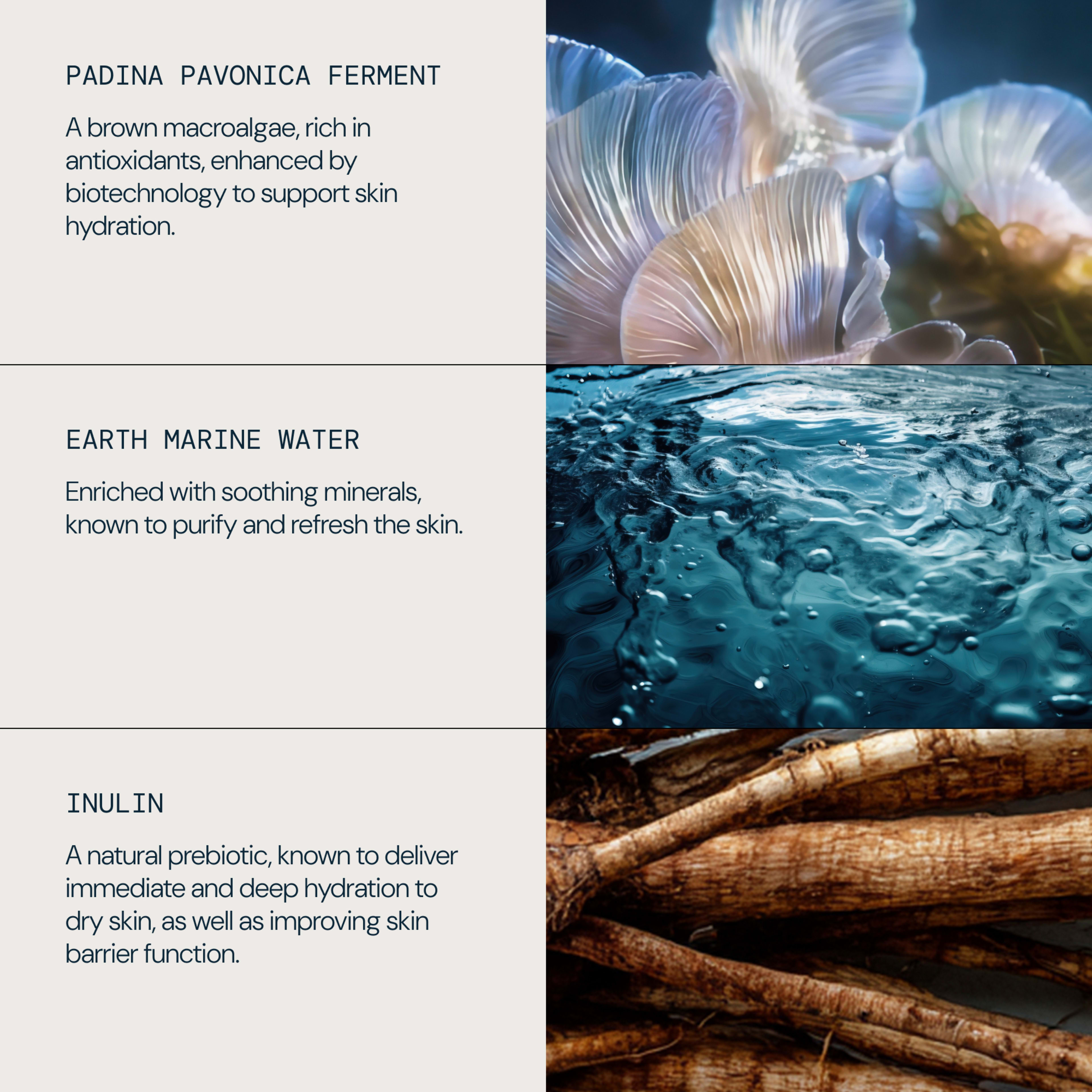 Graphic highlighting three skincare ingredients with photos: padina pavonica ferment, described as a brown macroalgae rich in antioxidants supporting skin hydration; earth marine water, rich in soothing minerals that purify and refresh; and inulin, a natural prebiotic that deeply hydrates dry skin and improves skin barrier function.