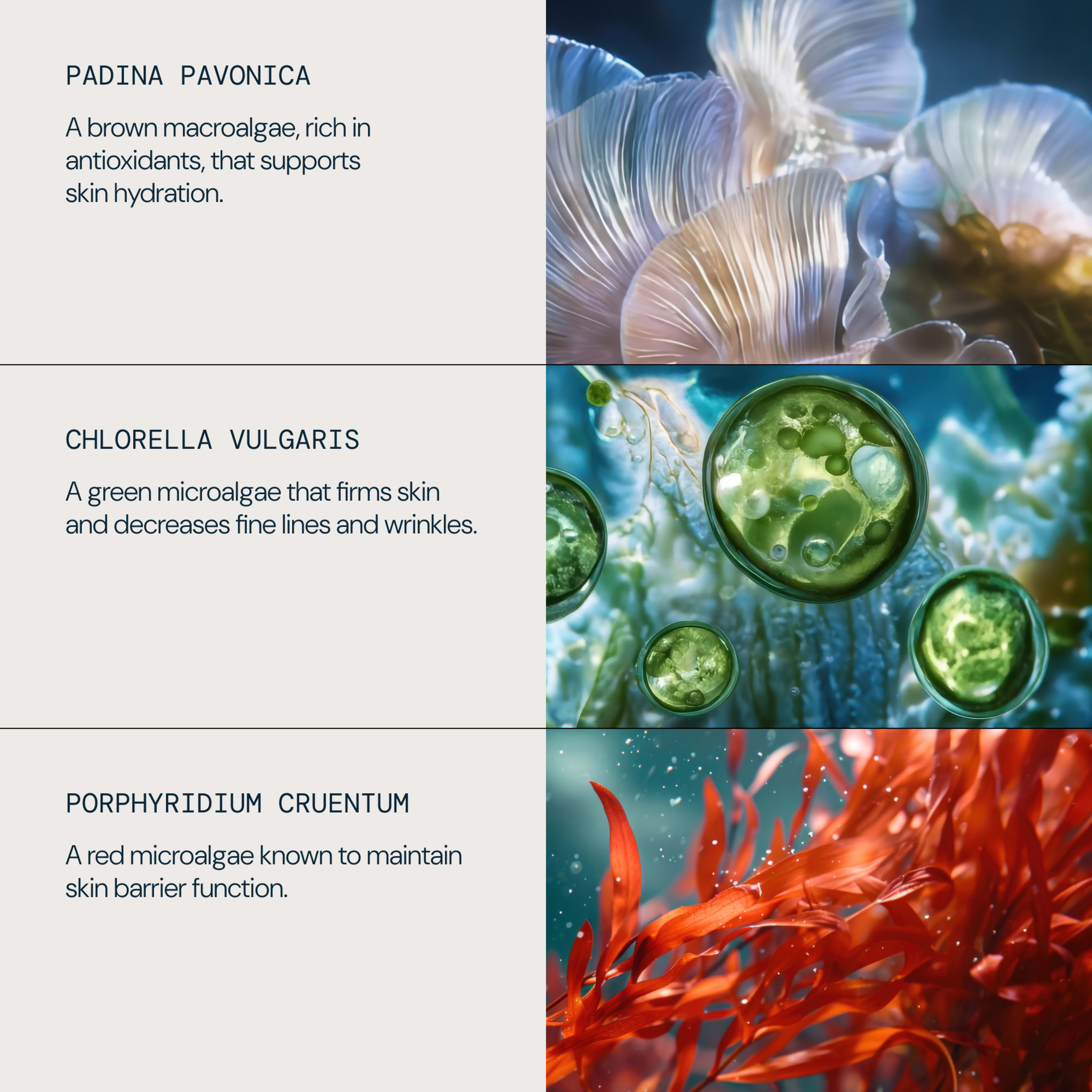 Infographic showing three marine algae used in skincare: padina pavonica, a brown macroalgae rich in antioxidants that supports skin hydration; chlorella vulgaris, a green microalgae that firms skin and reduces fine lines; porphyridium cruentum, a red microalgae that maintains skin barrier function.