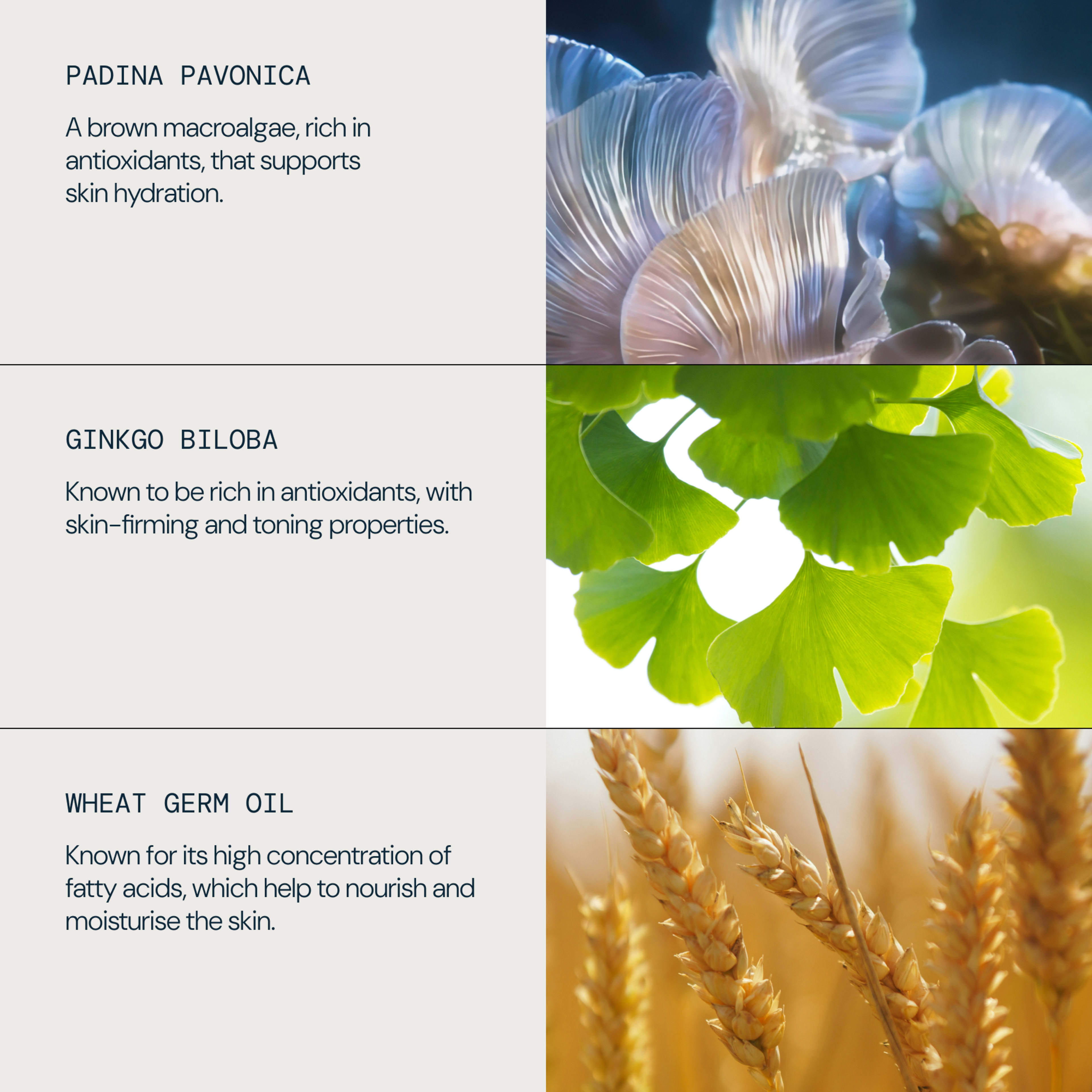 Graphic listing skincare ingredients: padina pavonica, a brown macroalgae rich in antioxidants that supports skin hydration; ginkgo biloba, antioxidant with skin-firming and toning properties; wheat germ oil, high in fatty acids to nourish and moisturise skin.