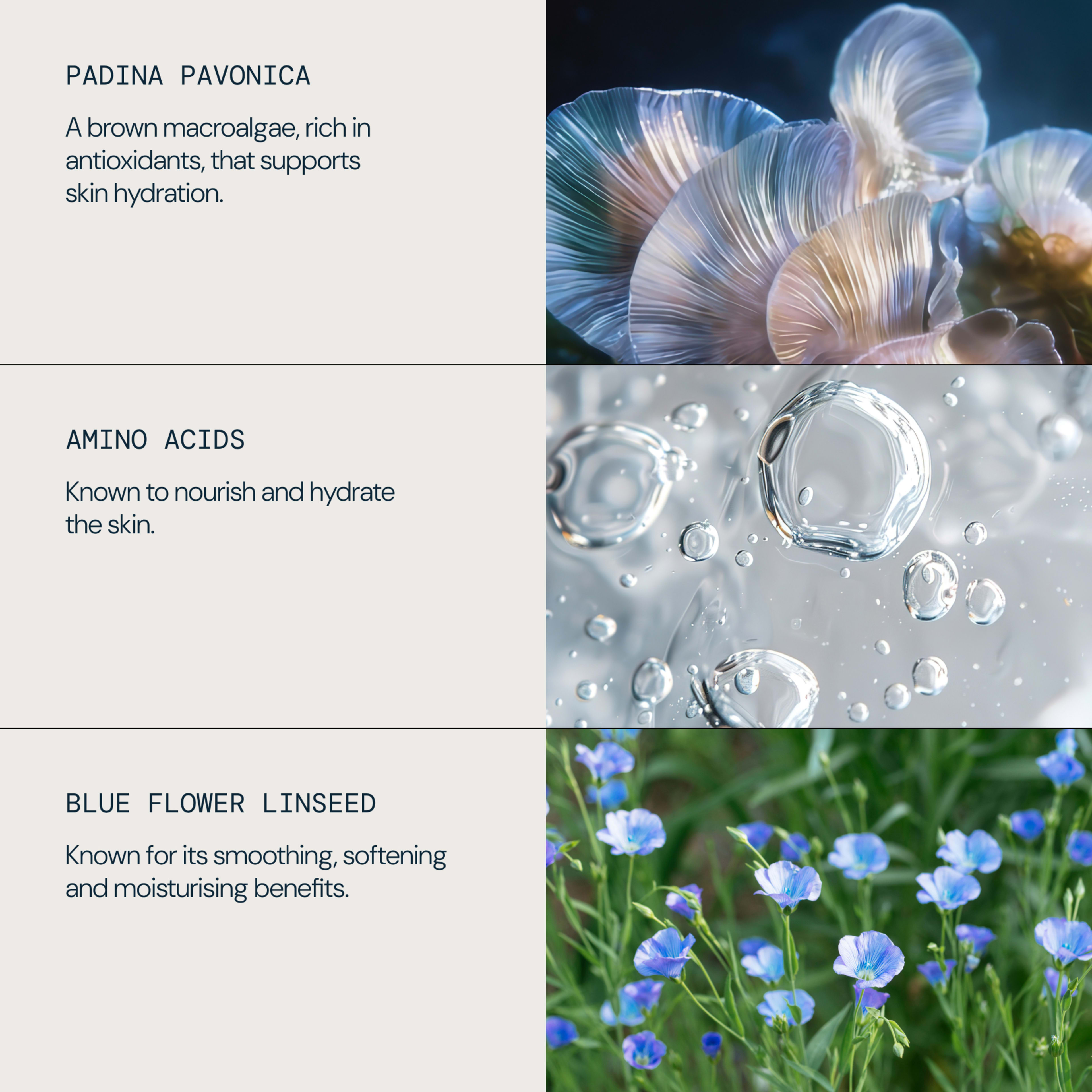 PADINA PAVONICA, a brown macroalgae rich in antioxidants that supports skin hydration; AMINO ACIDS, known to nourish and hydrate the skin; BLUE FLOWER LINSEED, known for its smoothing, softening and moisturising benefits, each shown with a matching close-up visual.
