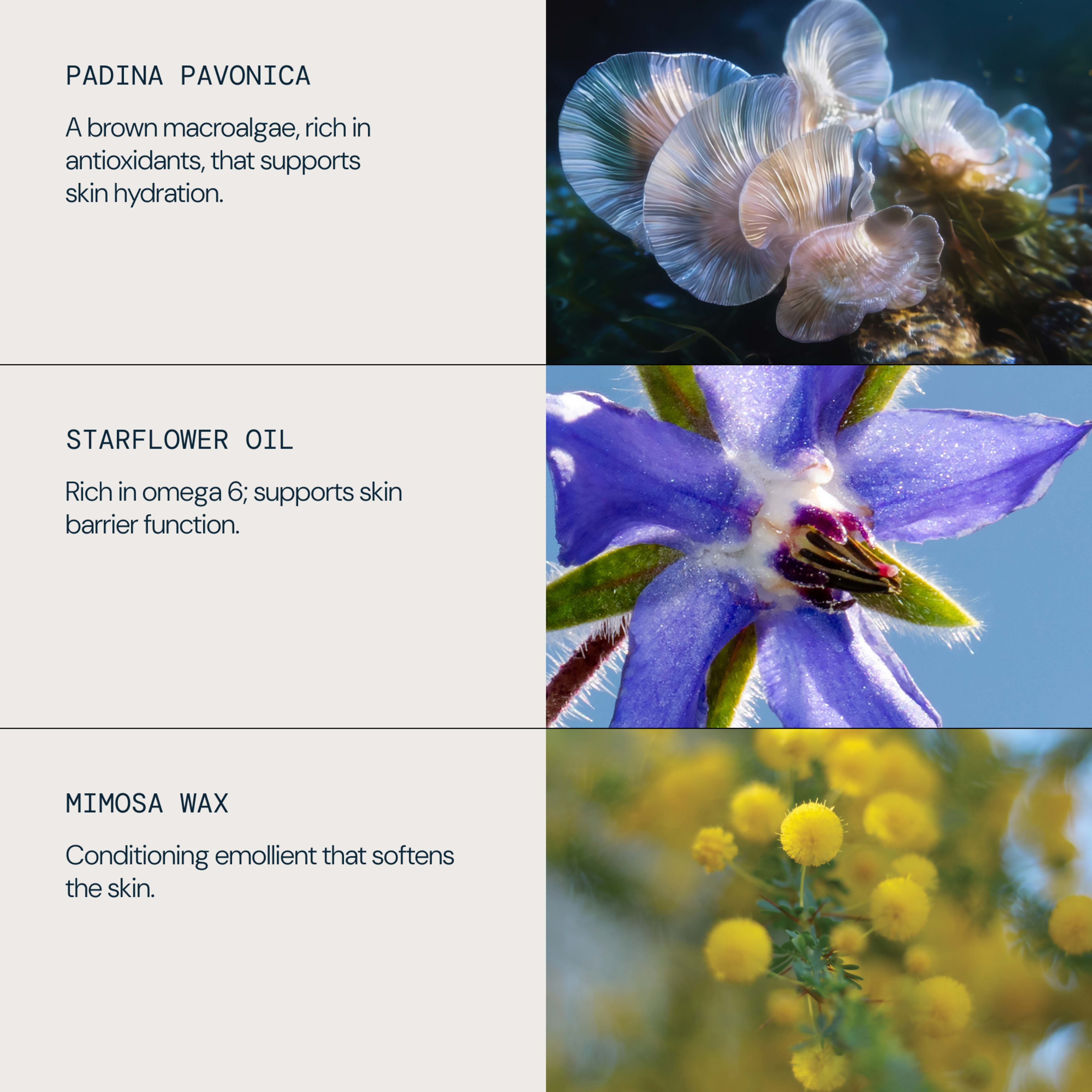 Split graphic highlighting three ELEMIS skincare ingredients: padina pavonica, described as a brown macroalgae rich in antioxidants for skin hydration; starflower oil, rich in omega 6 for skin barrier support; and mimosa wax, a conditioning emollient that softens skin.