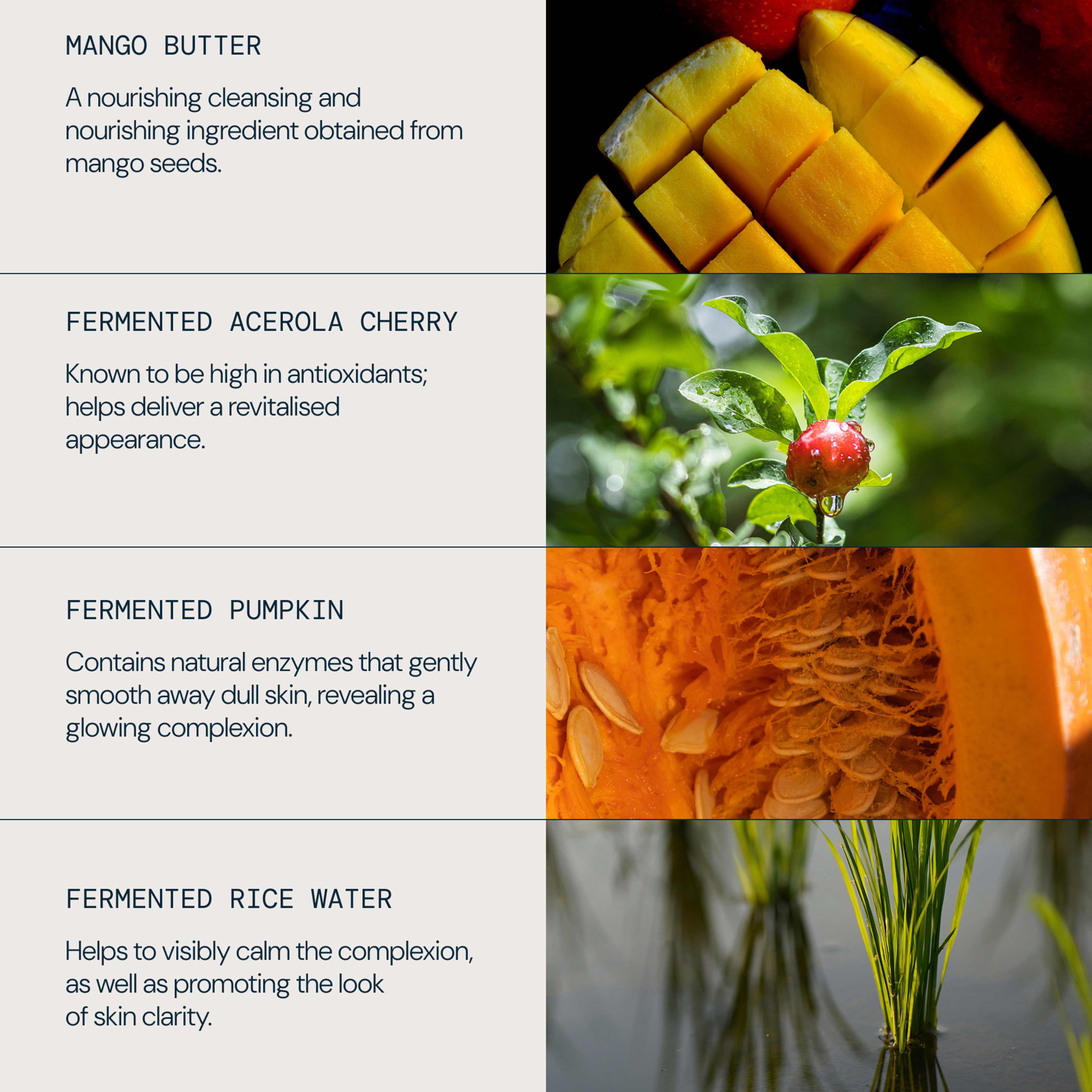 Graphic listing skincare ingredients with photos: mango butter, fermented acerola cherry, fermented pumpkin and fermented rice water, each paired with brief text about nourishing, antioxidant, brightening, calming and skin-clarifying benefits.