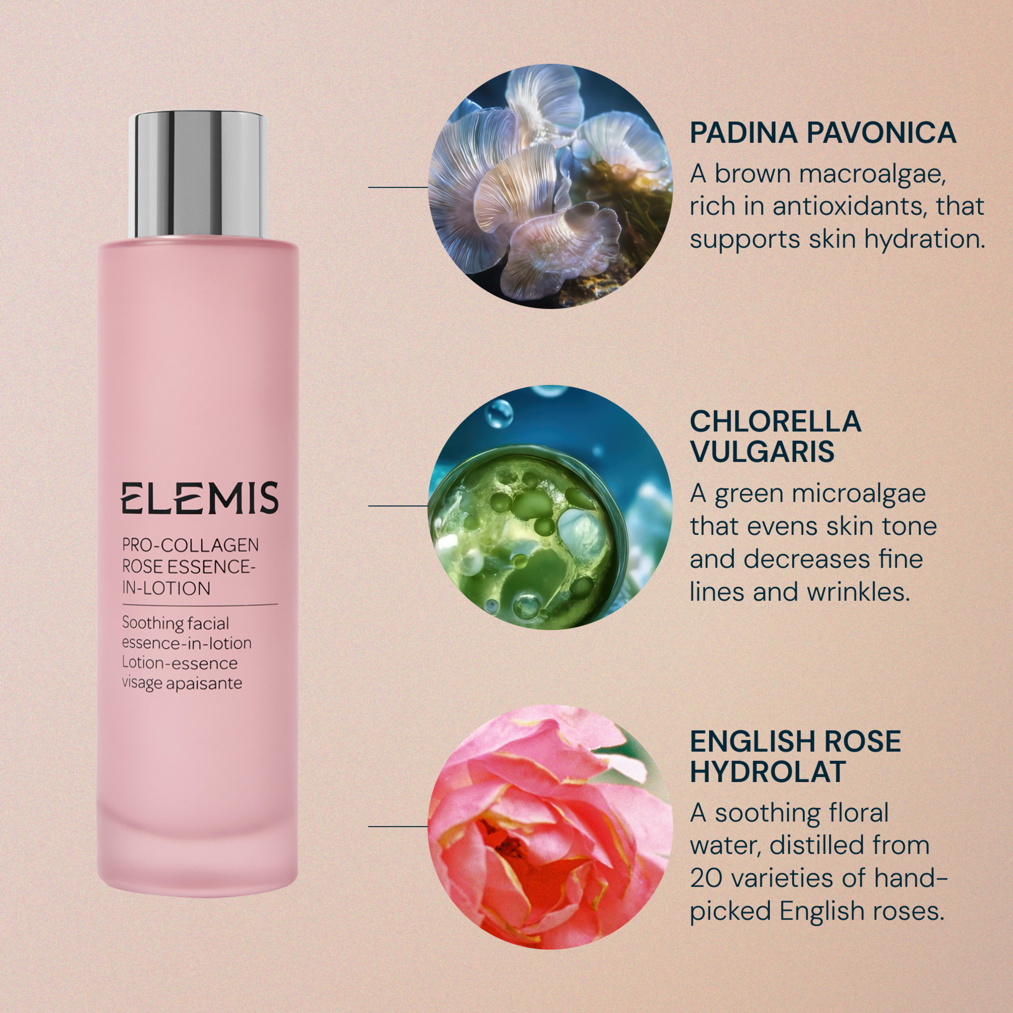 ELEMIS Pro-Collagen Rose Essence-In-Lotion bottle beside ingredient callouts: padina pavonica brown macroalgae for antioxidant hydration, chlorella vulgaris green microalgae to even skin tone and reduce fine lines, and English rose hydrolat soothing floral water.