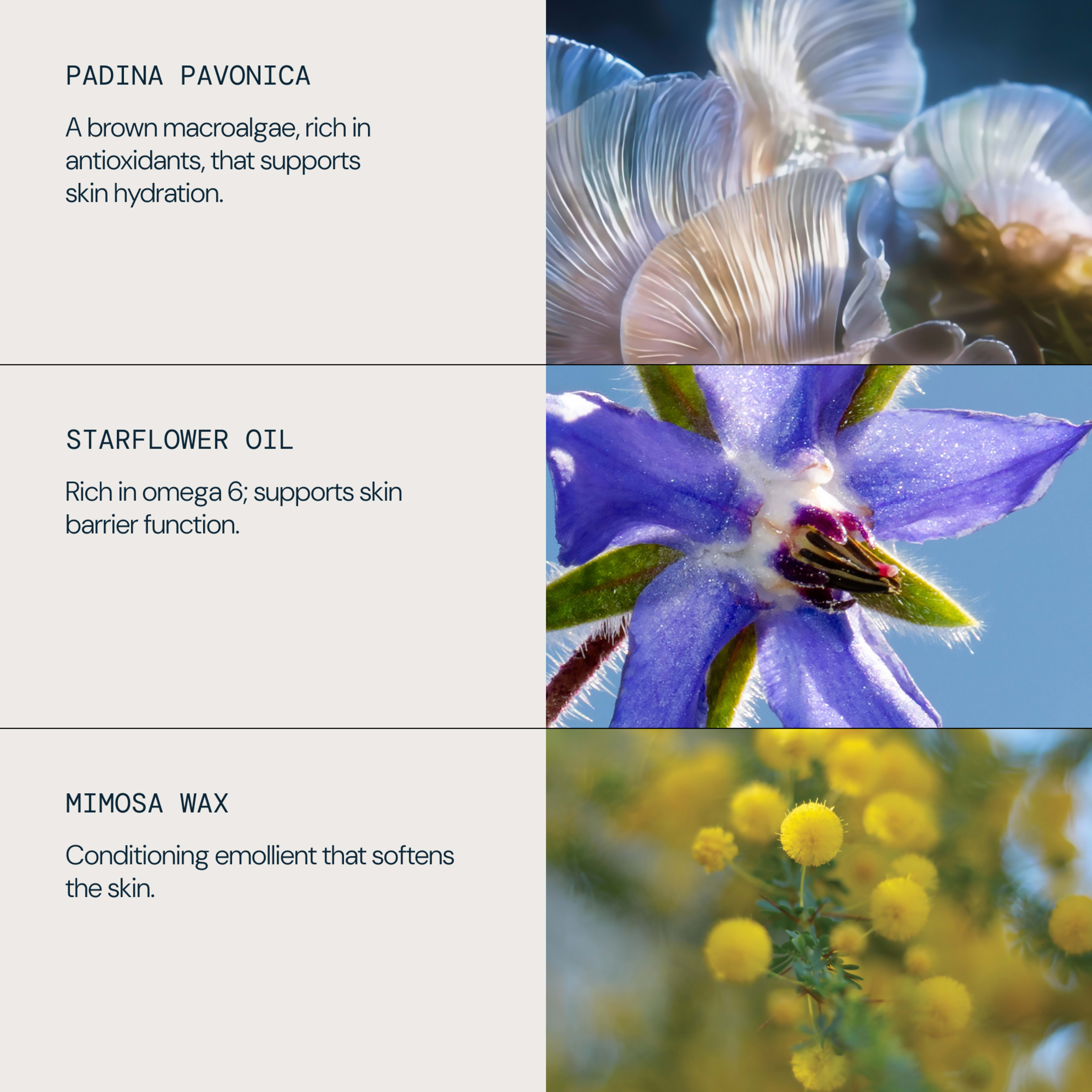 ELEMIS graphic highlighting three ingredients with close-up photos: padina pavonica, described as a brown macroalgae rich in antioxidants that supports skin hydration; starflower oil, rich in omega 6 to support skin barrier function; and mimosa wax, a conditioning emollient that softens skin.