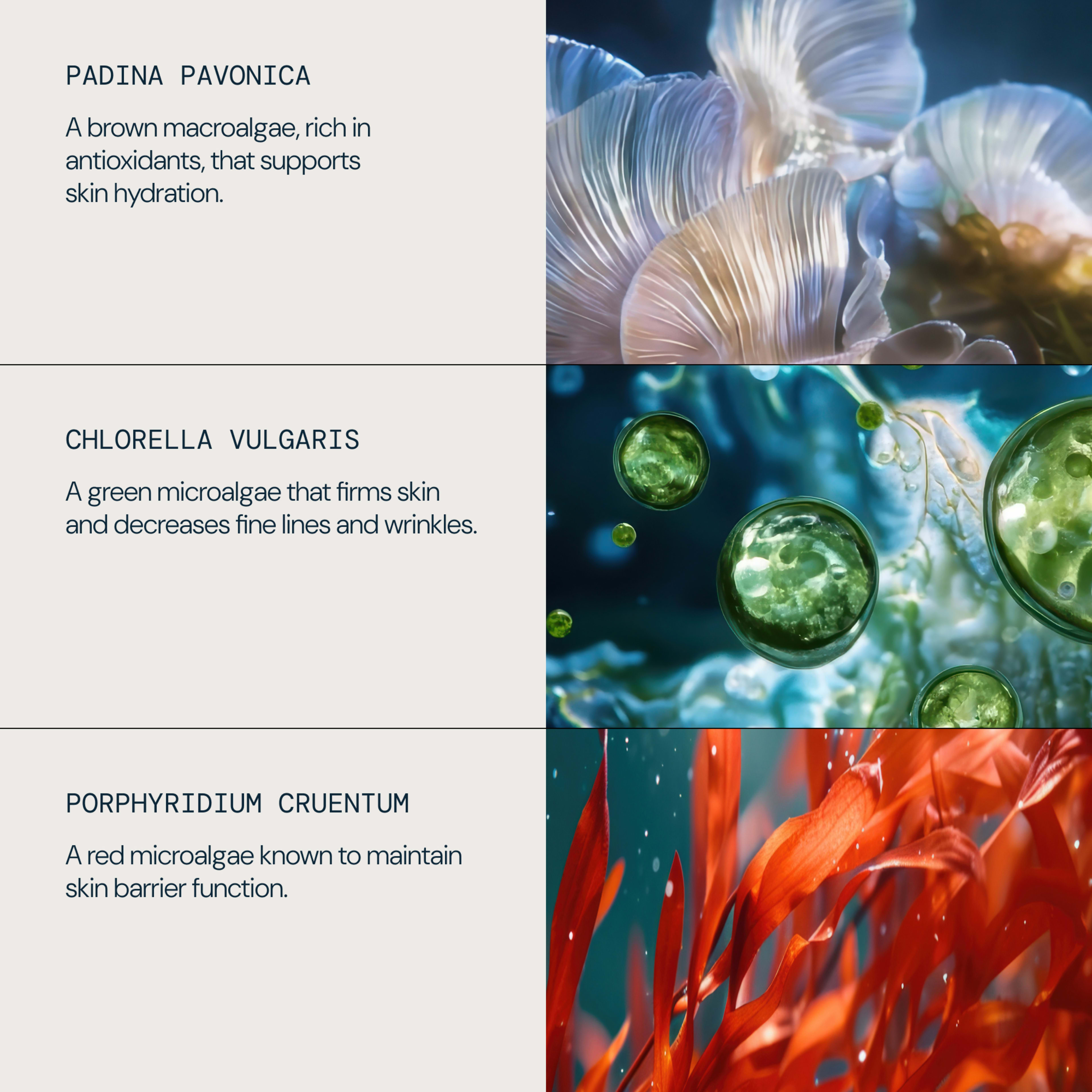 Split graphic showing three marine algae ingredients and benefits: padina pavonica, a brown macroalgae rich in antioxidants that supports skin hydration; chlorella vulgaris, a green microalgae that firms skin and decreases fine lines and wrinkles.

Porphyridium cruentum, a red microalgae known to maintain skin barrier function, is paired with colourful underwater imagery.