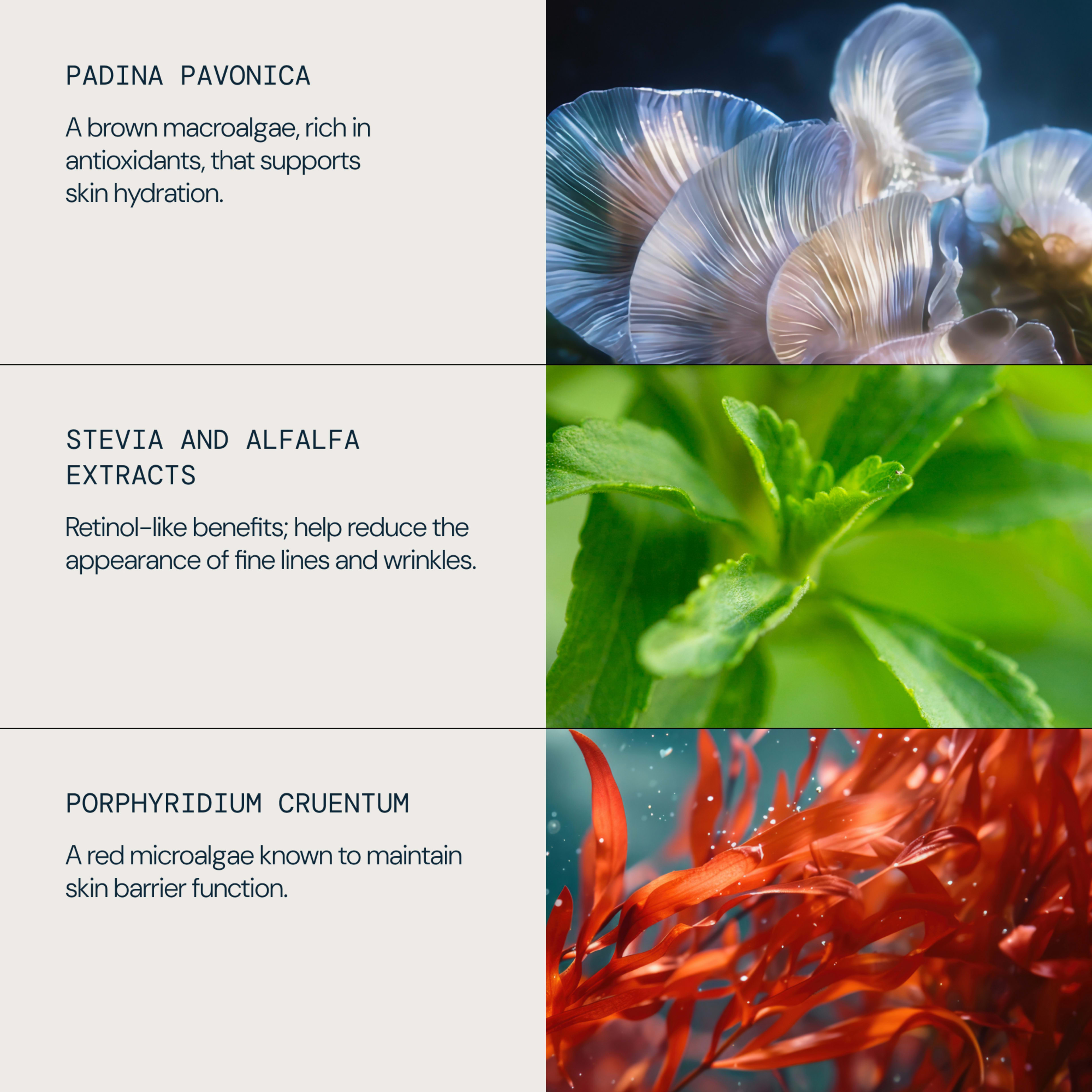 ELEMIS skincare ingredients infographic showing padina pavonica, stevia and alfalfa extracts, and porphyridium cruentum alongside close-up visuals of seaweed and leaves. Text highlights antioxidant hydration support, retinol-like anti-wrinkle benefits, and skin barrier maintenance.