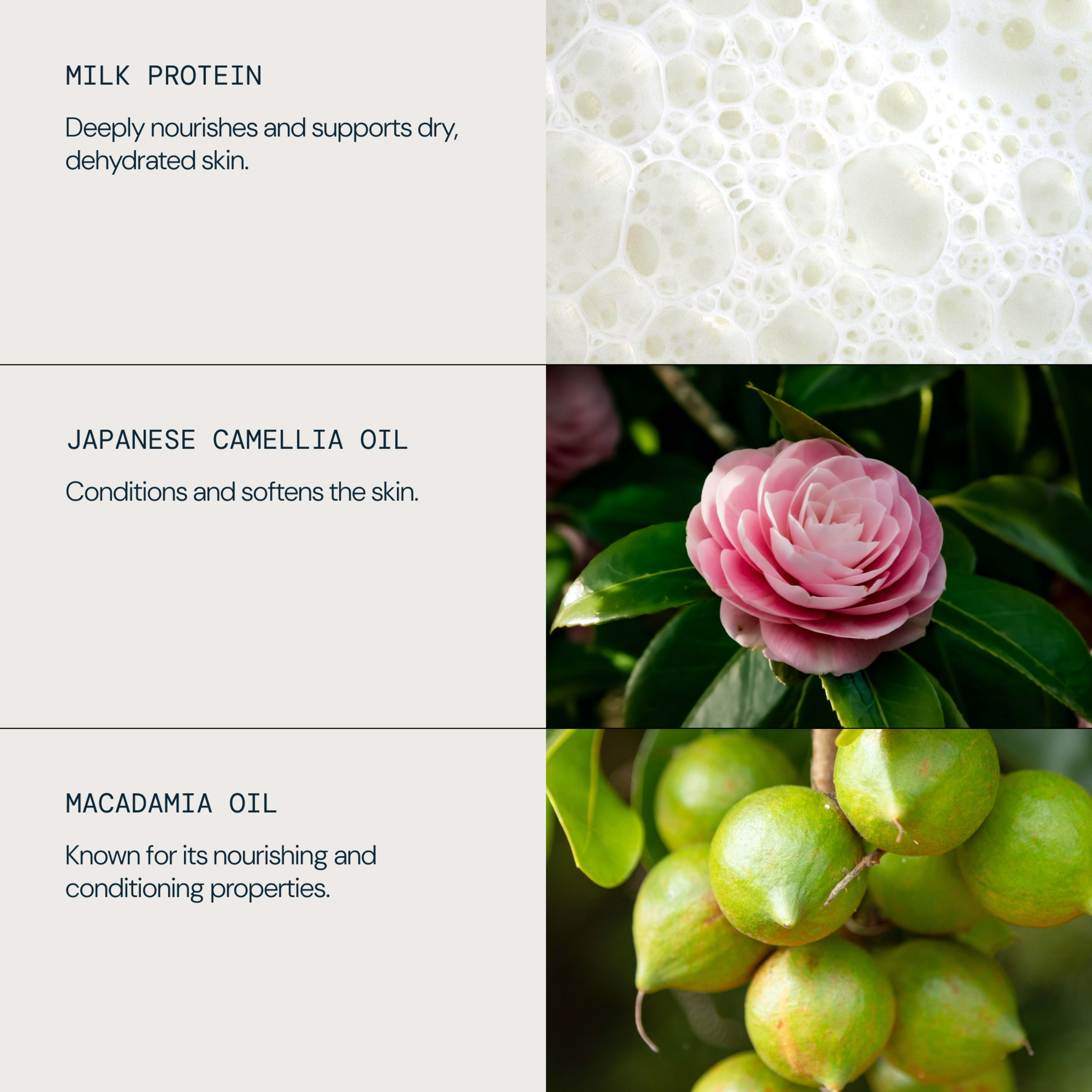 Graphic describing skincare ingredients: milk protein, which deeply nourishes and supports dry, dehydrated skin; Japanese camellia oil, which conditions and softens the skin; and macadamia oil, known for its nourishing and conditioning properties, alongside matching photos.