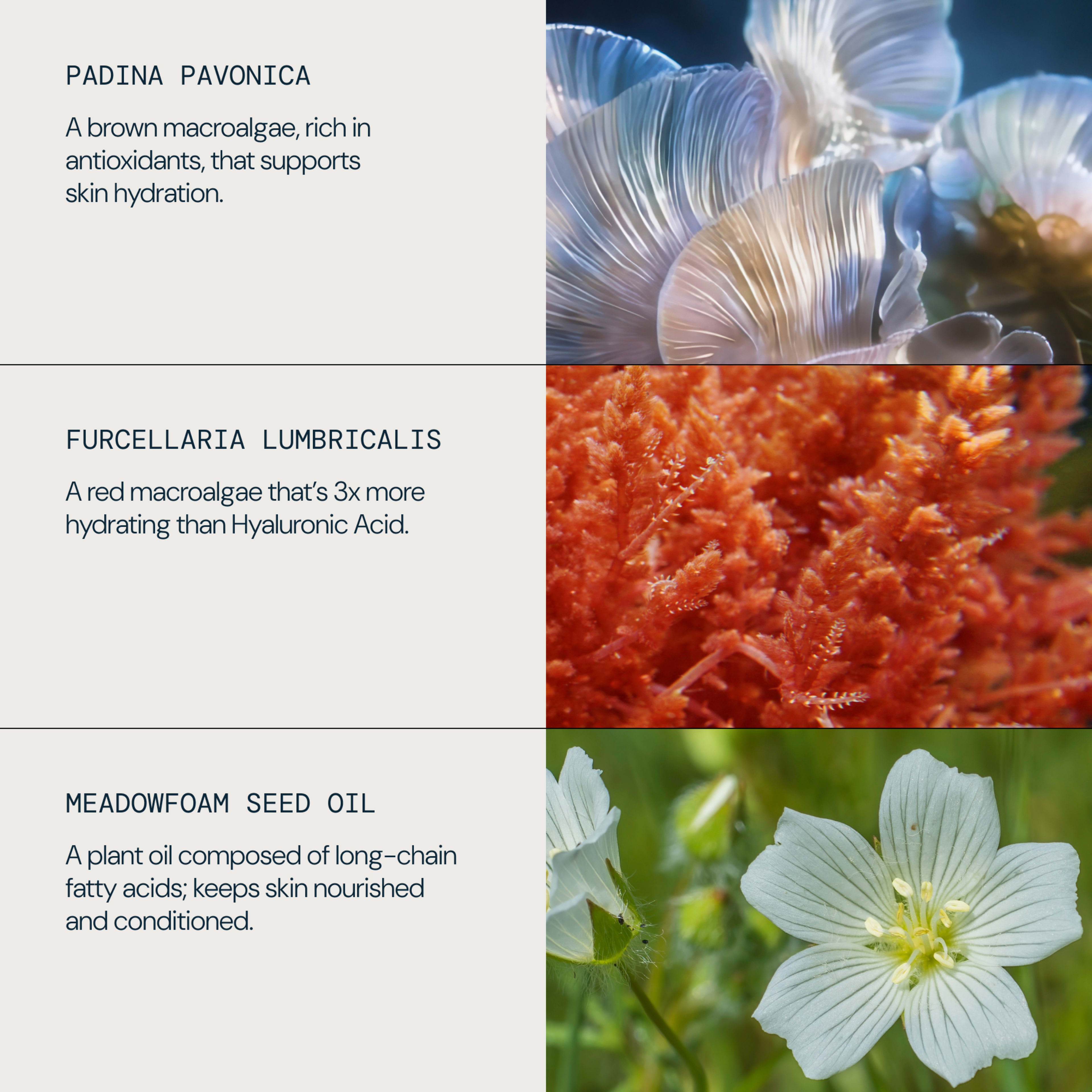 ELEMIS ingredient graphic showing padina pavonica described as a brown macroalgae rich in antioxidants that supports skin hydration, furcellaria lumbricalis as a red macroalgae 3x more hydrating than hyaluronic acid, and meadowfoam seed oil as a plant oil that nourishes and conditions skin.