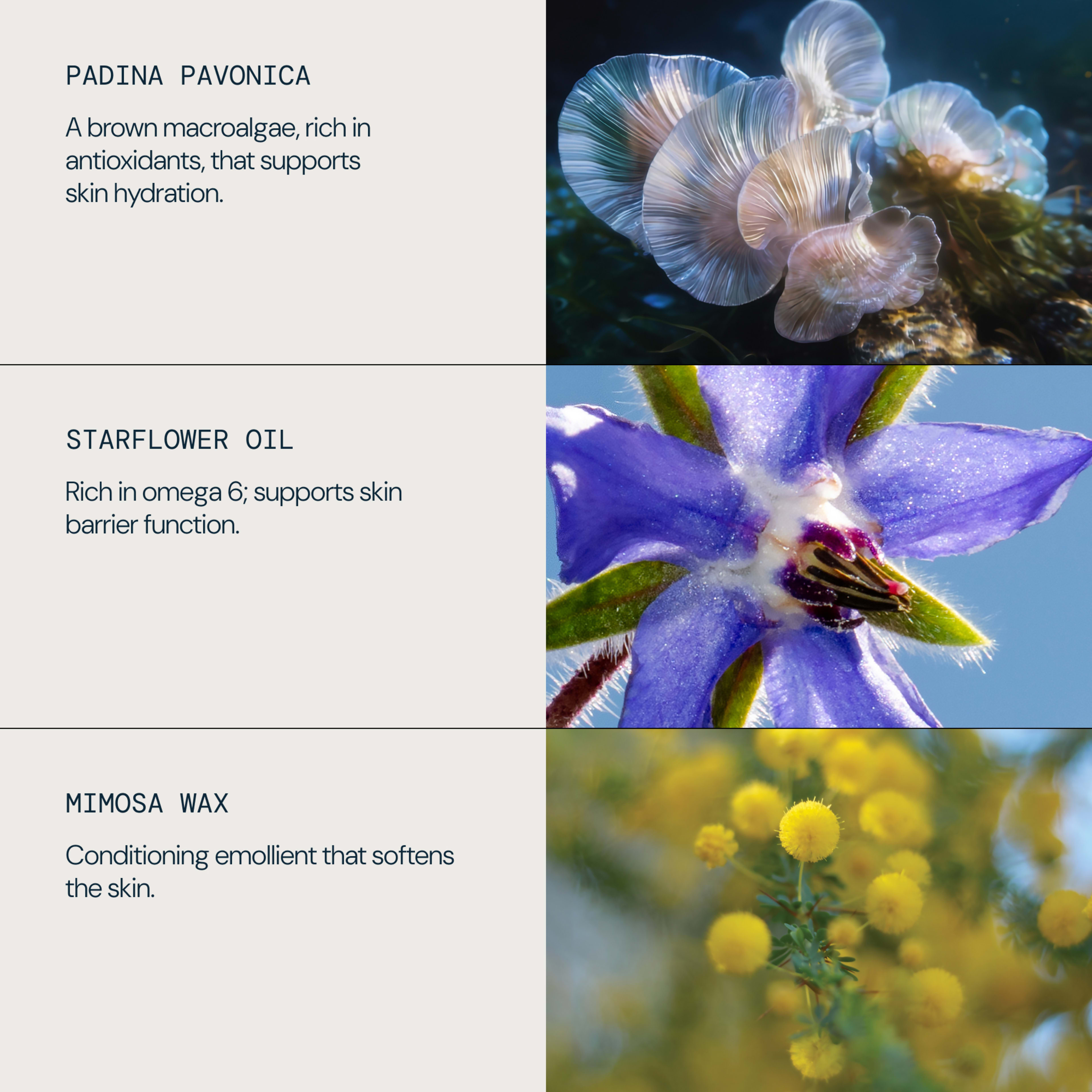 PADINA PAVONICA: a brown macroalgae, rich in antioxidants, that supports skin hydration. STARFLOWER OIL: rich in omega 6; supports skin barrier function. MIMOSA WAX: conditioning emollient that softens the skin, shown with close-up ingredient photography.
