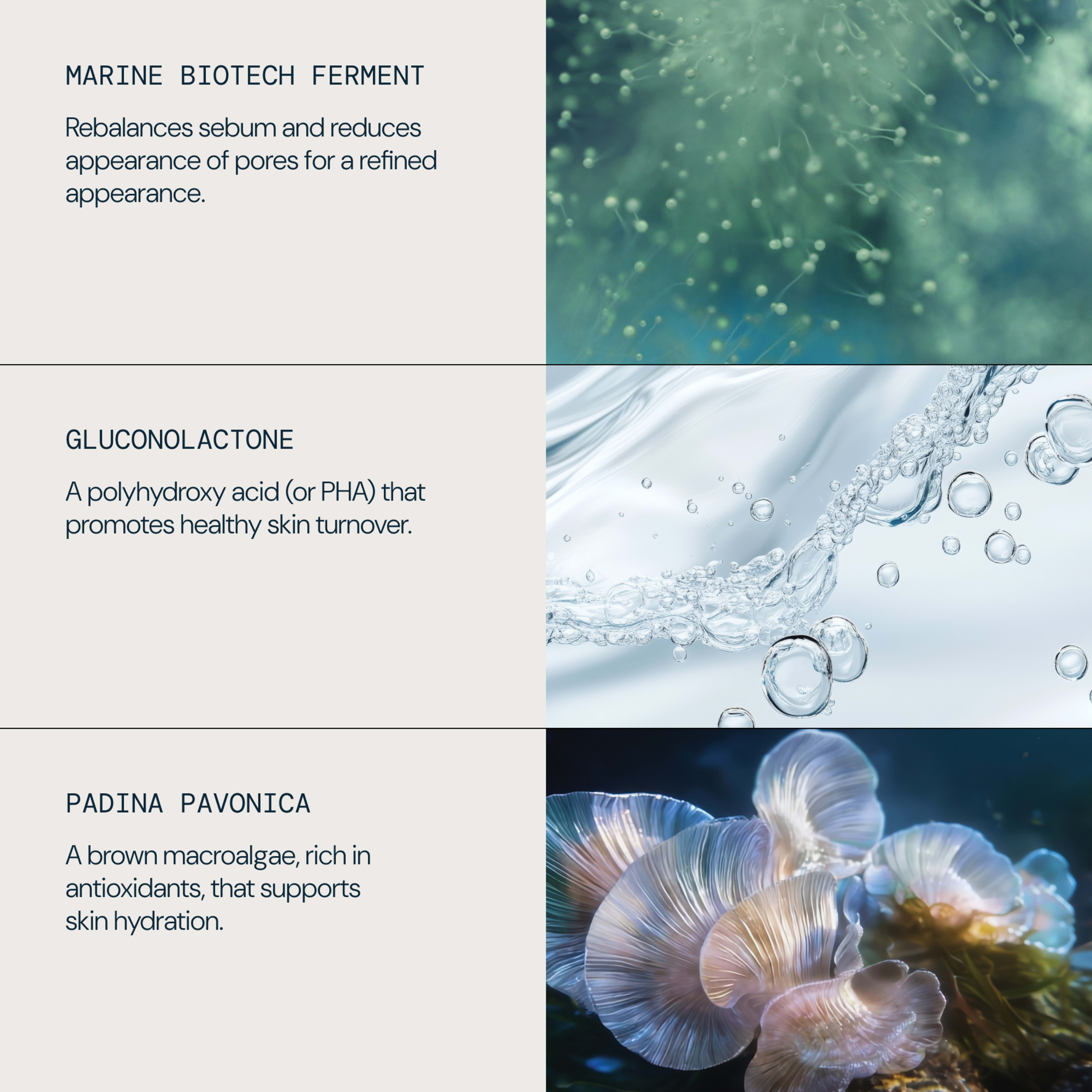 Ingredients graphic describing three key actives: marine biotech ferment to rebalance sebum and reduce pores, gluconolactone (a polyhydroxy acid) to promote healthy skin turnover, and padina pavonica, a brown macroalgae rich in antioxidants that supports skin hydration.