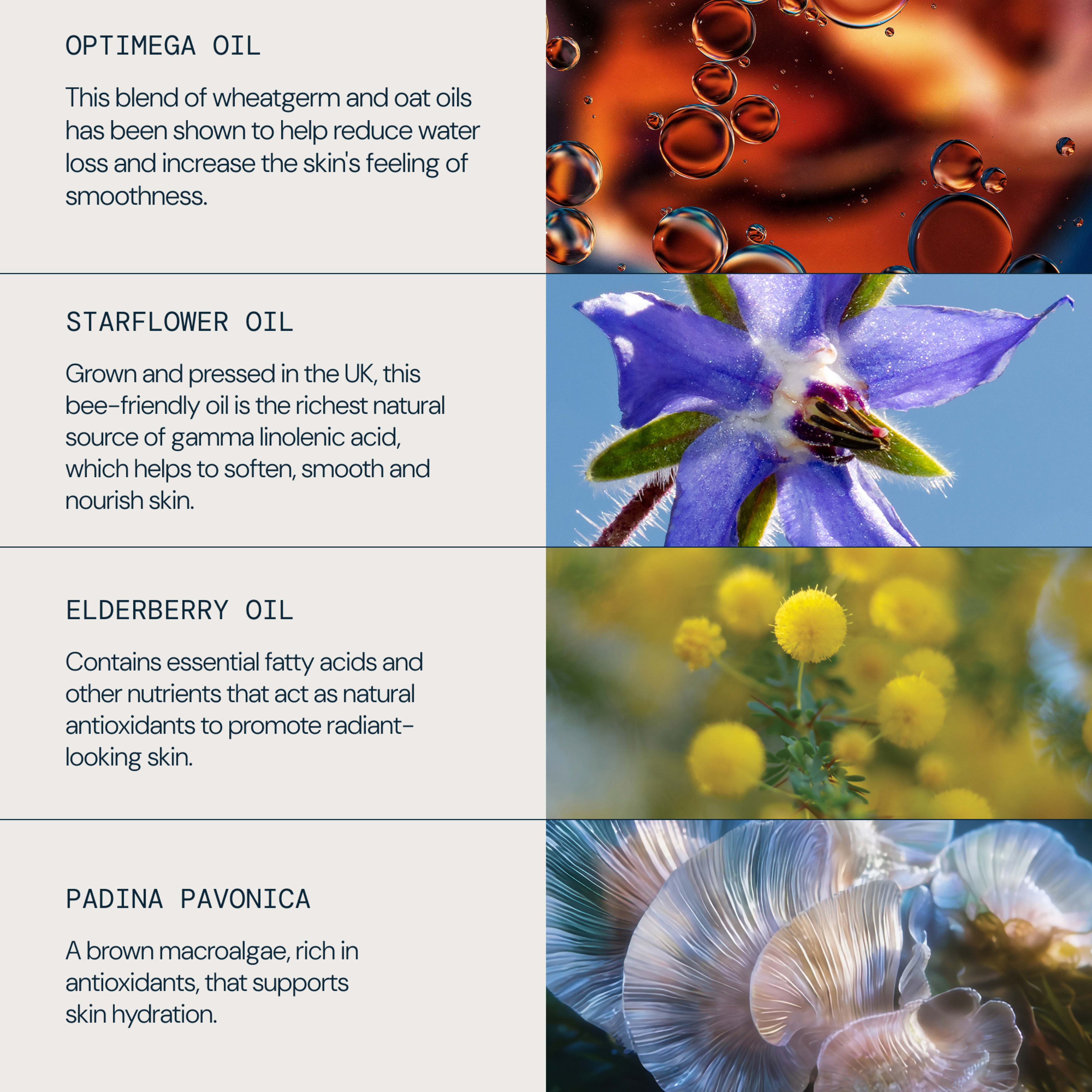 OPTIMEGA OIL, STARFLOWER OIL, ELDERBERRY OIL and PADINA PAVONICA ingredient panel with brief benefits: wheatgerm and oat oils reduce water loss and smooth skin; starflower oil softens and nourishes; elderberry oil provides antioxidant fatty acids; padina pavonica supports skin hydration.