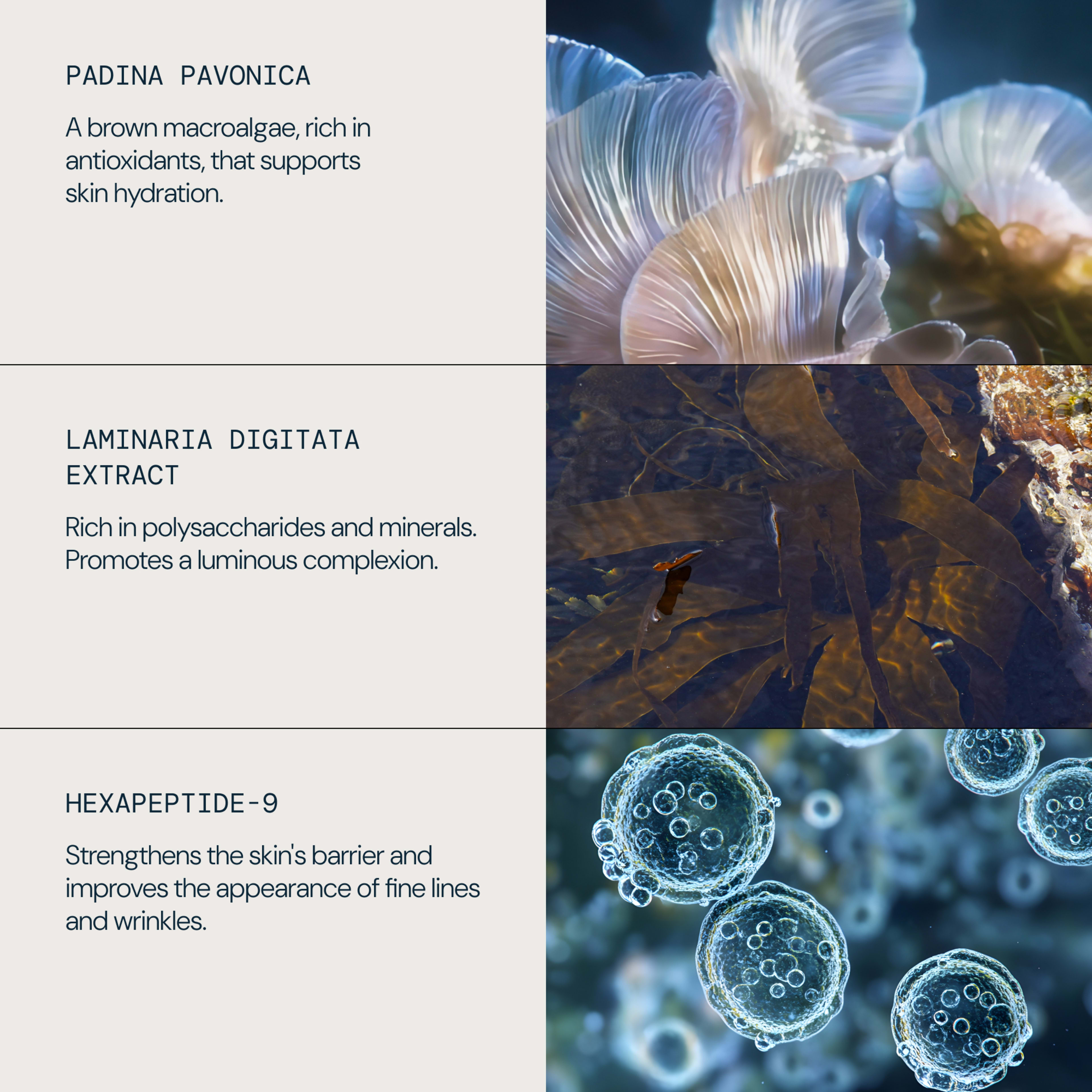Skincare ingredient graphic highlighting padina pavonica, a brown macroalgae rich in antioxidants that supports skin hydration; laminaria digitata extract, rich in polysaccharides and minerals that promotes a luminous complexion; and hexapeptide-9, which strengthens the skin’s barrier and reduces fine lines.