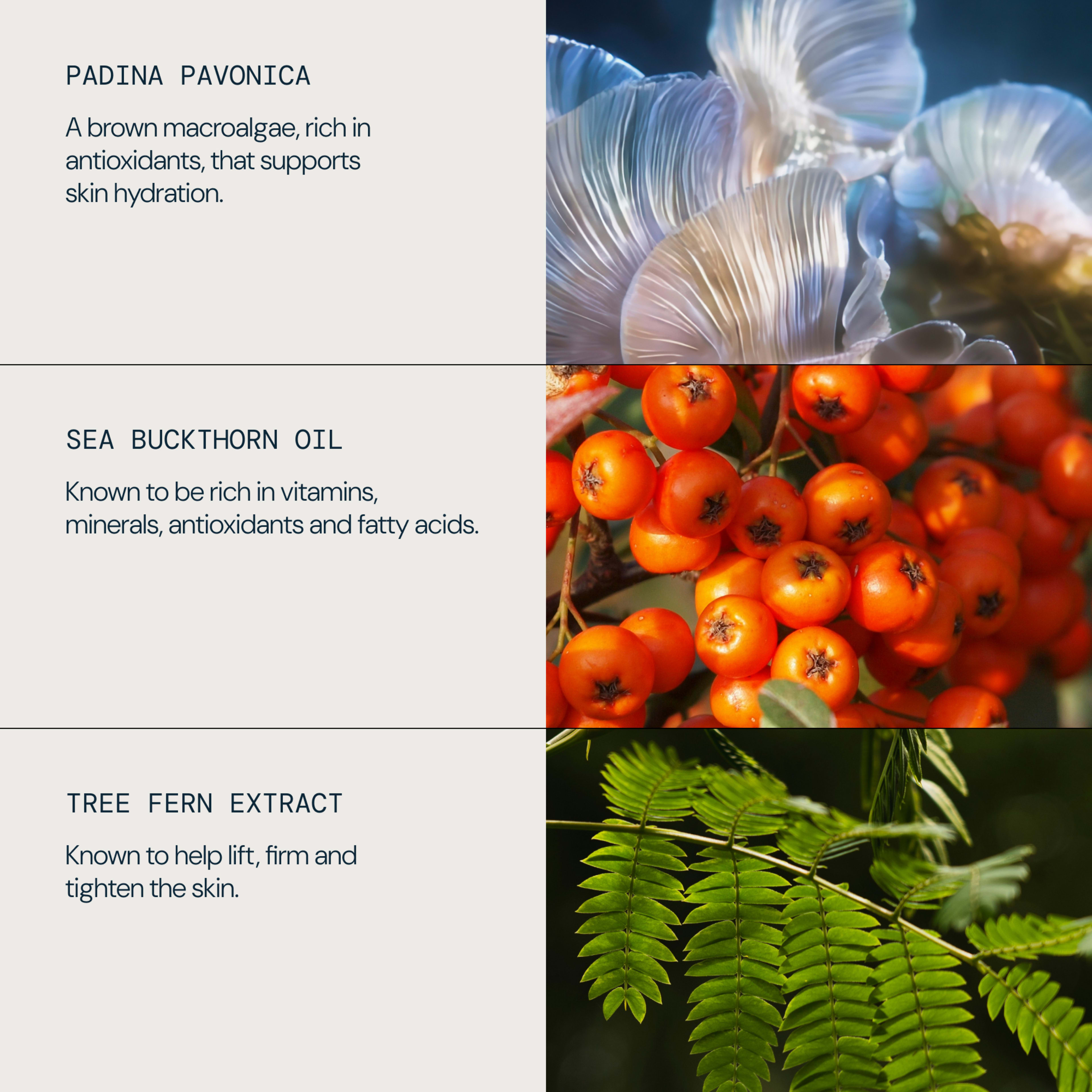 Graphic highlighting skincare ingredients and benefits: padina pavonica, a brown macroalgae rich in antioxidants that supports skin hydration; sea buckthorn oil, rich in vitamins, minerals, antioxidants and fatty acids; tree fern extract, known to help lift, firm and tighten the skin.