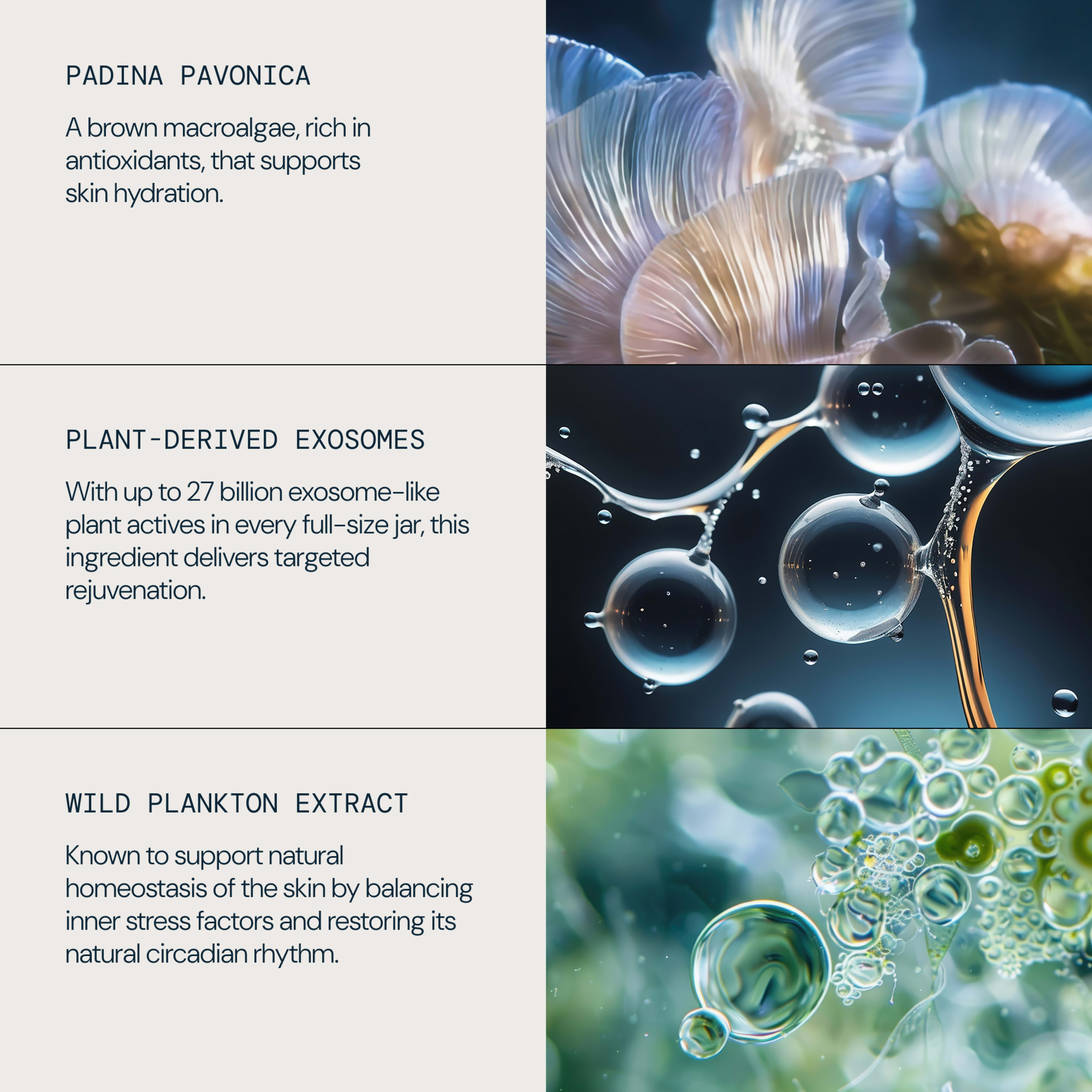 Three-panel ELEMIS ingredient graphic. Text: “Padina pavonica – a brown macroalgae, rich in antioxidants, that supports skin hydration”; “Plant-derived exosomes – up to 27 billion actives per full-size jar for targeted rejuvenation”; “Wild plankton extract – supports skin homeostasis and circadian rhythm.”