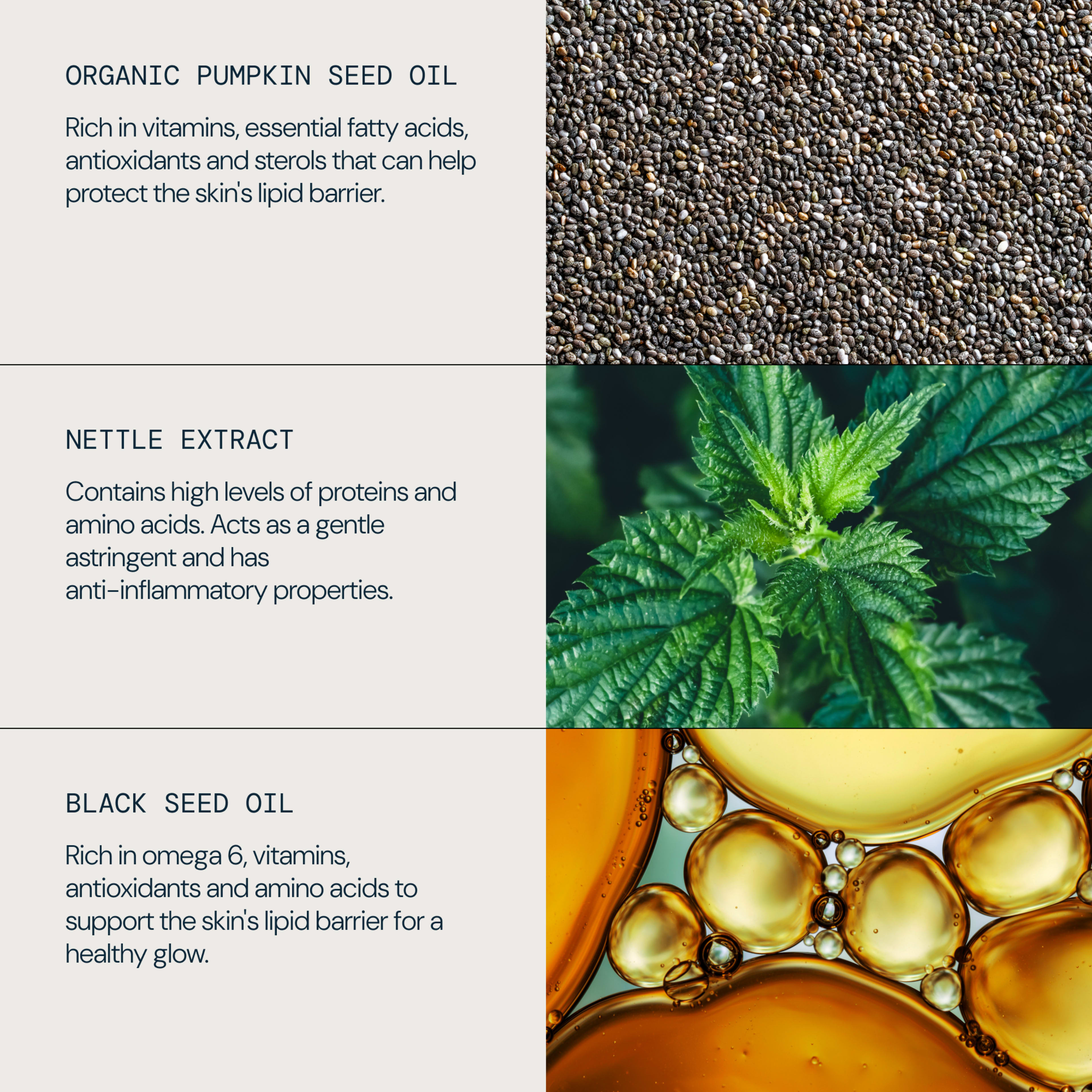 Graphic listing three skincare ingredients with photos: organic pumpkin seed oil, described as rich in vitamins, essential fatty acids, antioxidants and sterols to help protect the skin’s lipid barrier; nettle extract, high in proteins and amino acids, a gentle astringent with anti-inflammatory properties.

Black seed oil, rich in omega 6, vitamins, antioxidants and amino acids to support the skin’s lipid barrier for a healthy glow.