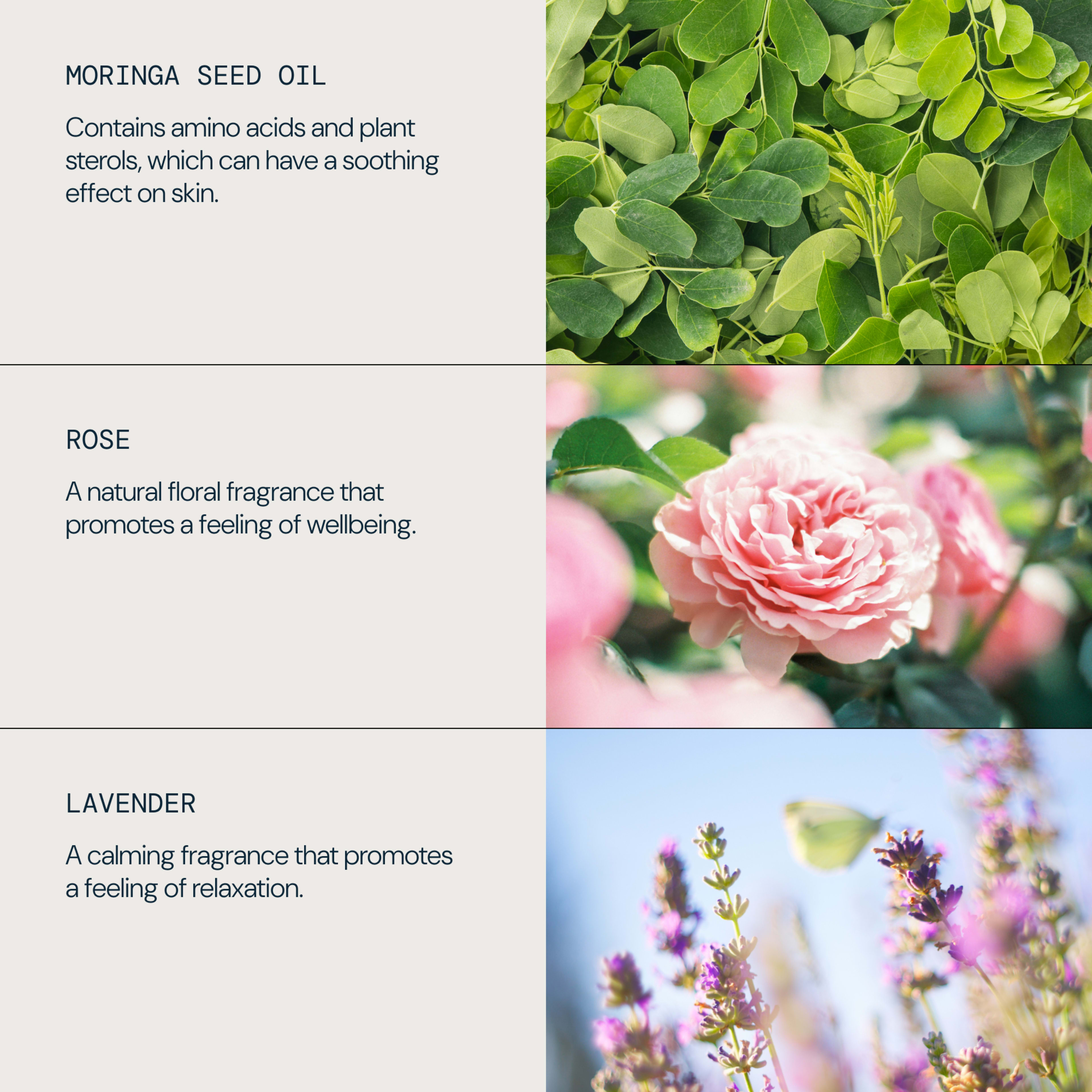 Graphic showing three skincare ingredients with photos: moringa seed oil, described as containing amino acids and plant sterols that soothe skin; rose, described as a natural floral fragrance promoting wellbeing; and lavender, described as a calming fragrance that promotes relaxation.