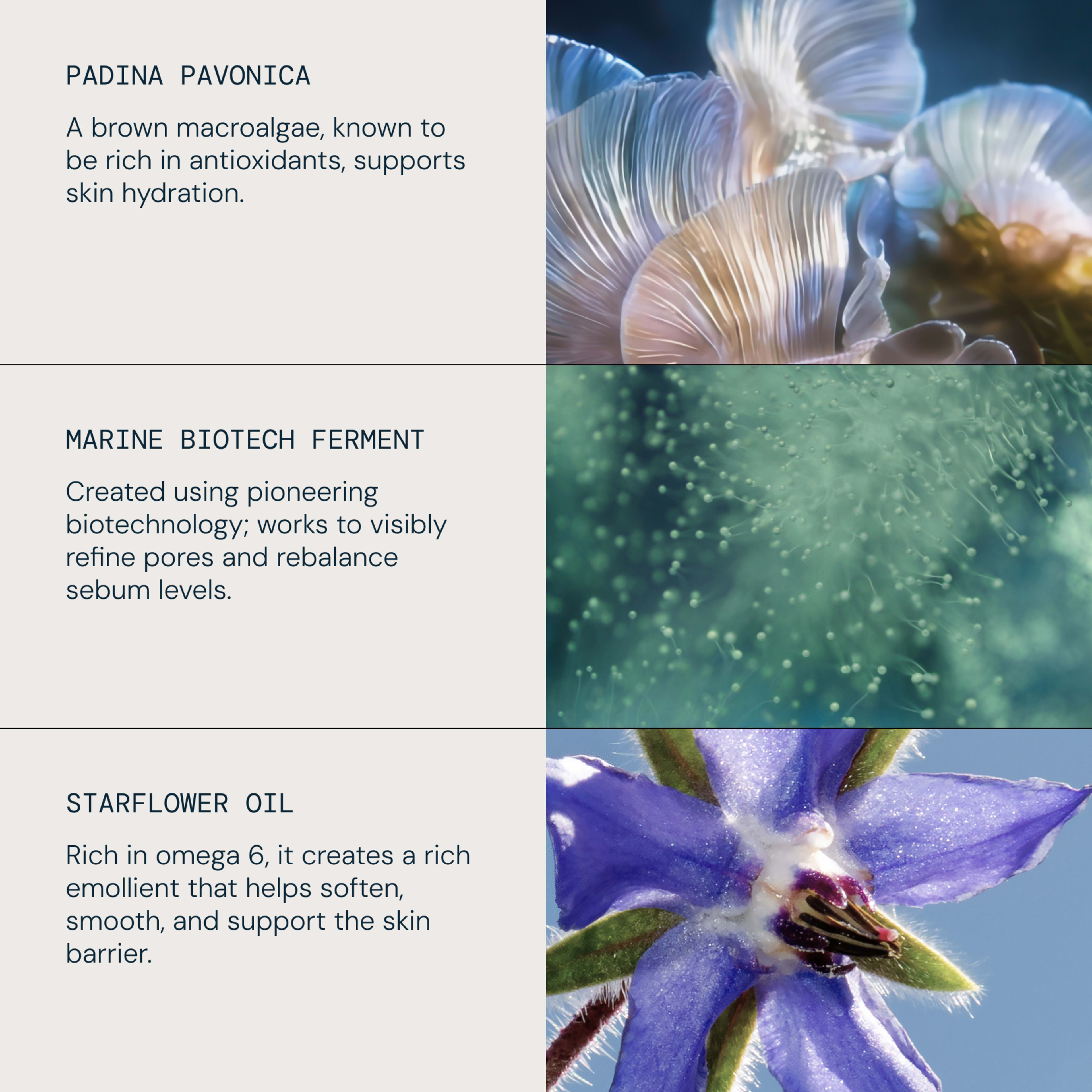 Graphic highlighting three key skincare ingredients with close-up nature photography. Text: “Padina pavonica – a brown macroalgae, rich in antioxidants, supports skin hydration”; “Marine biotech ferment – refines pores and rebalances sebum”; “Starflower oil – omega 6 emollient that softens, smooths and supports the skin barrier.”