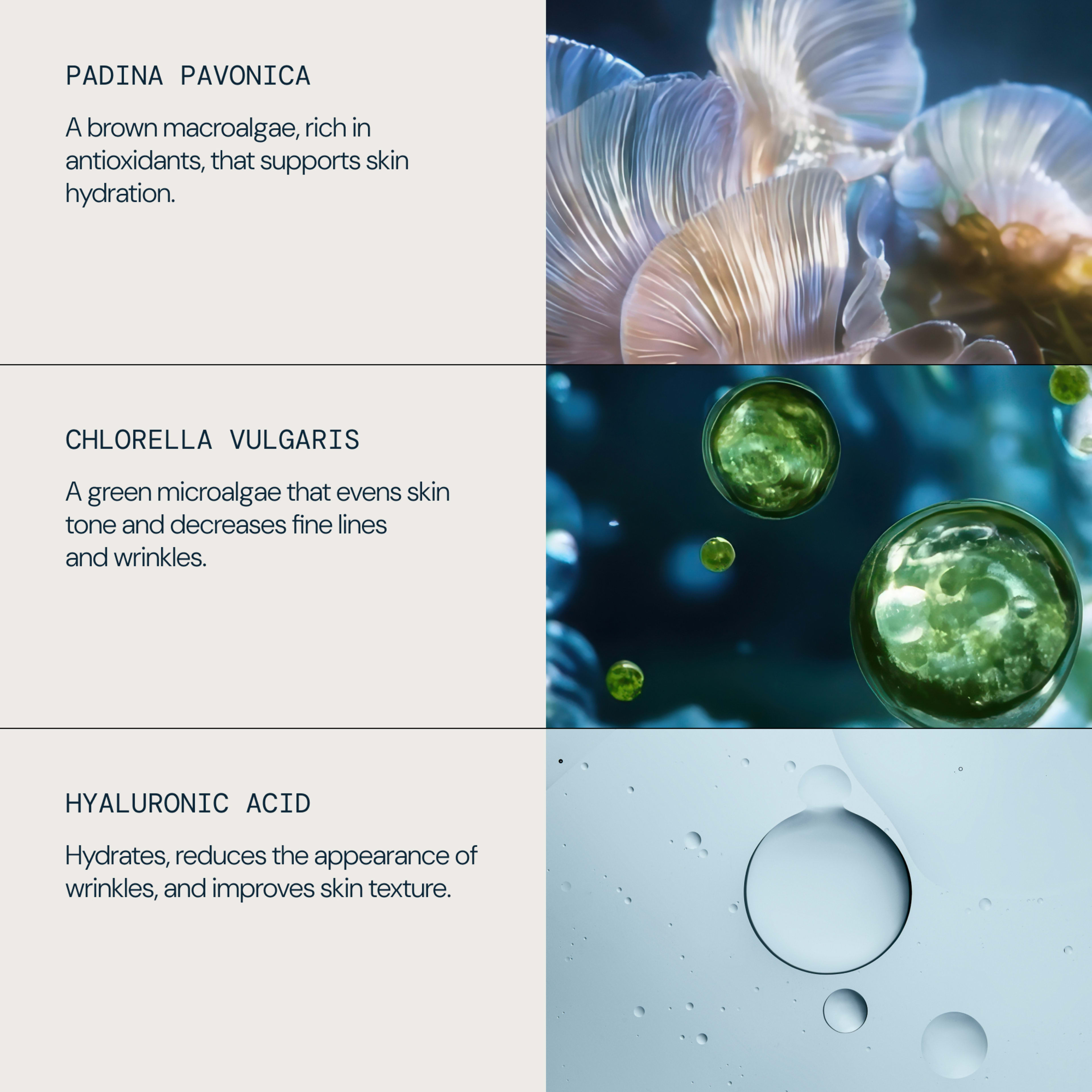 Graphic listing skincare actives with abstract close-ups: padina pavonica, a brown macroalgae rich in antioxidants that supports skin hydration; chlorella vulgaris, a green microalgae that evens skin tone and softens fine lines; hyaluronic acid, which hydrates and improves skin texture.