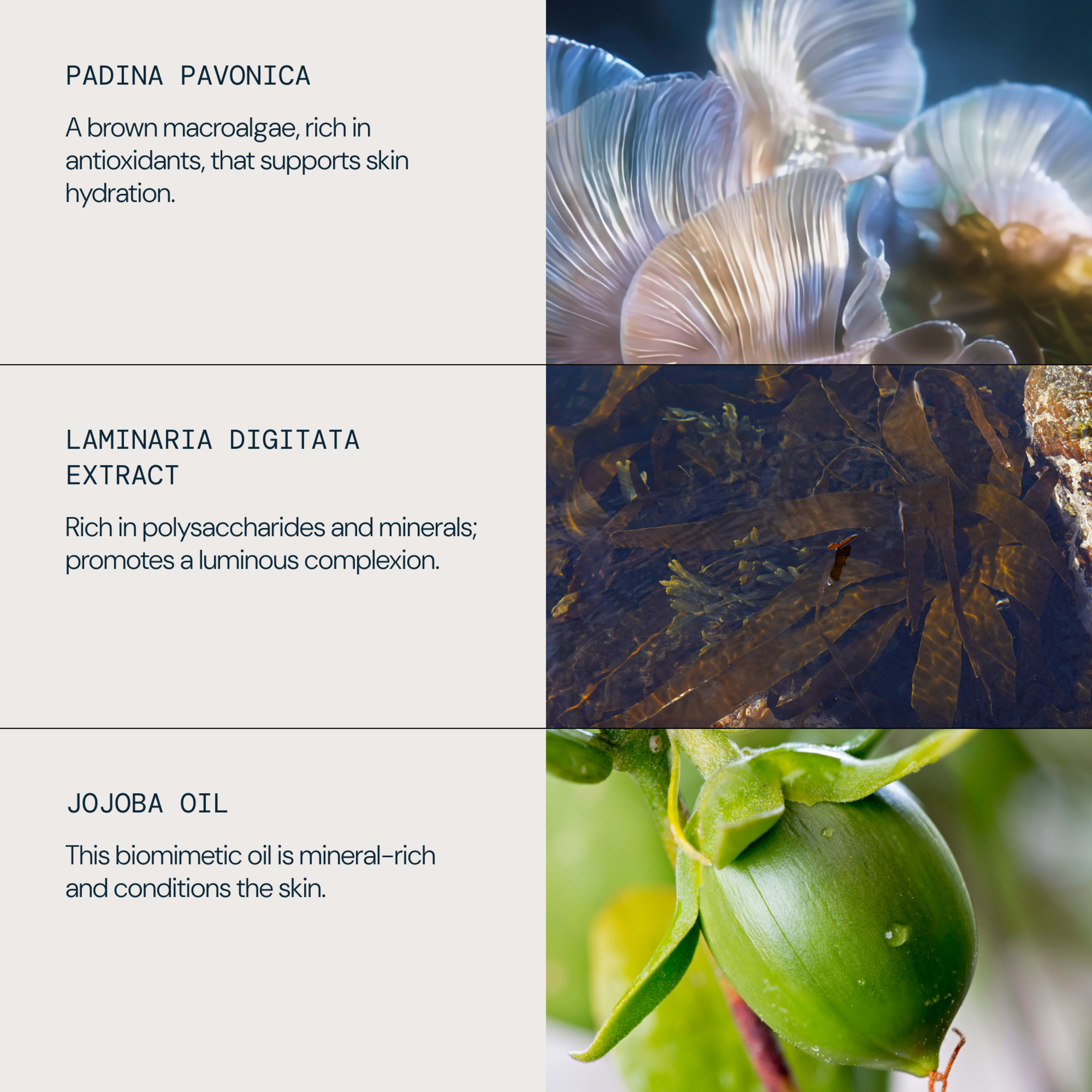 Skincare ingredient panel for ELEMIS showing padina pavonica, laminaria digitata extract and jojoba oil with close-up photos. Text states padina pavonica supports skin hydration, laminaria digitata promotes a luminous complexion, and jojoba oil conditions the skin.