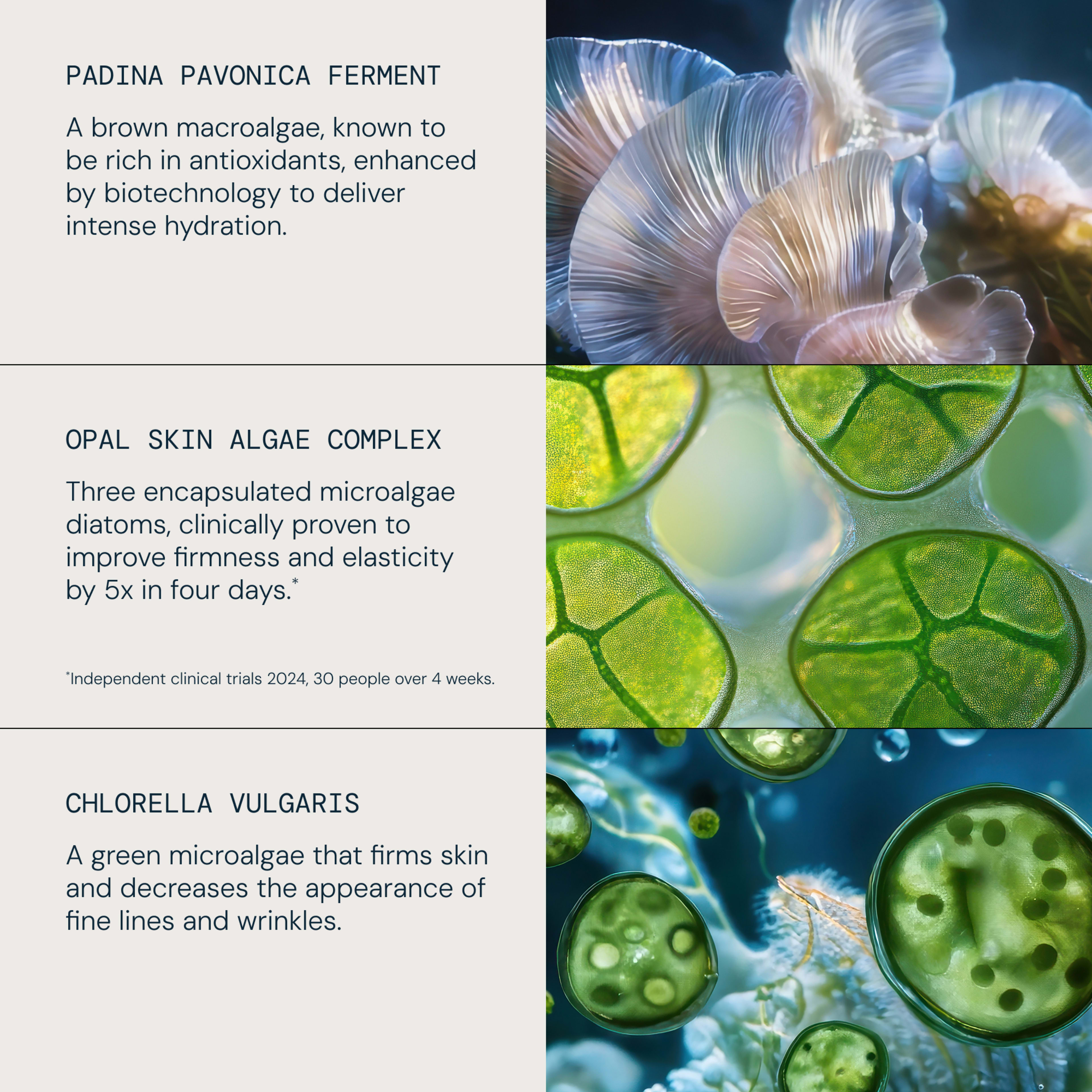 ELEMIS graphic explaining three algae skincare ingredients with close-up marine imagery. Text describes padina pavonica ferment as a brown macroalgae providing intense hydration, opal skin algae complex improving firmness and elasticity, and chlorella vulgaris firming skin and reducing fine lines and wrinkles.