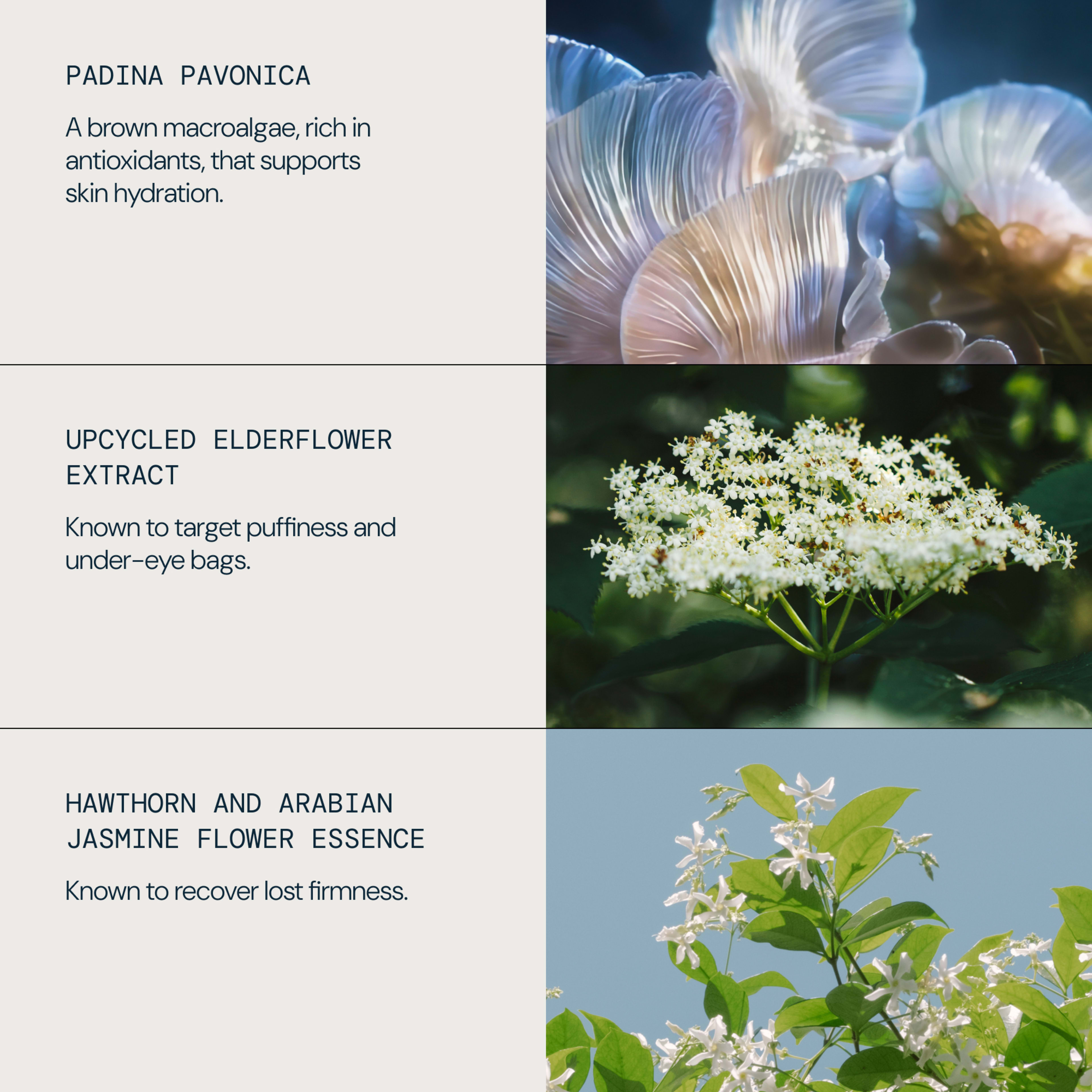 ELEMIS ingredients infographic: padina pavonica macroalgae supports skin hydration, upcycled elderflower extract targets puffiness and under-eye bags, hawthorn and Arabian jasmine flower essence helps recover lost firmness, each with close-up botanical photos.