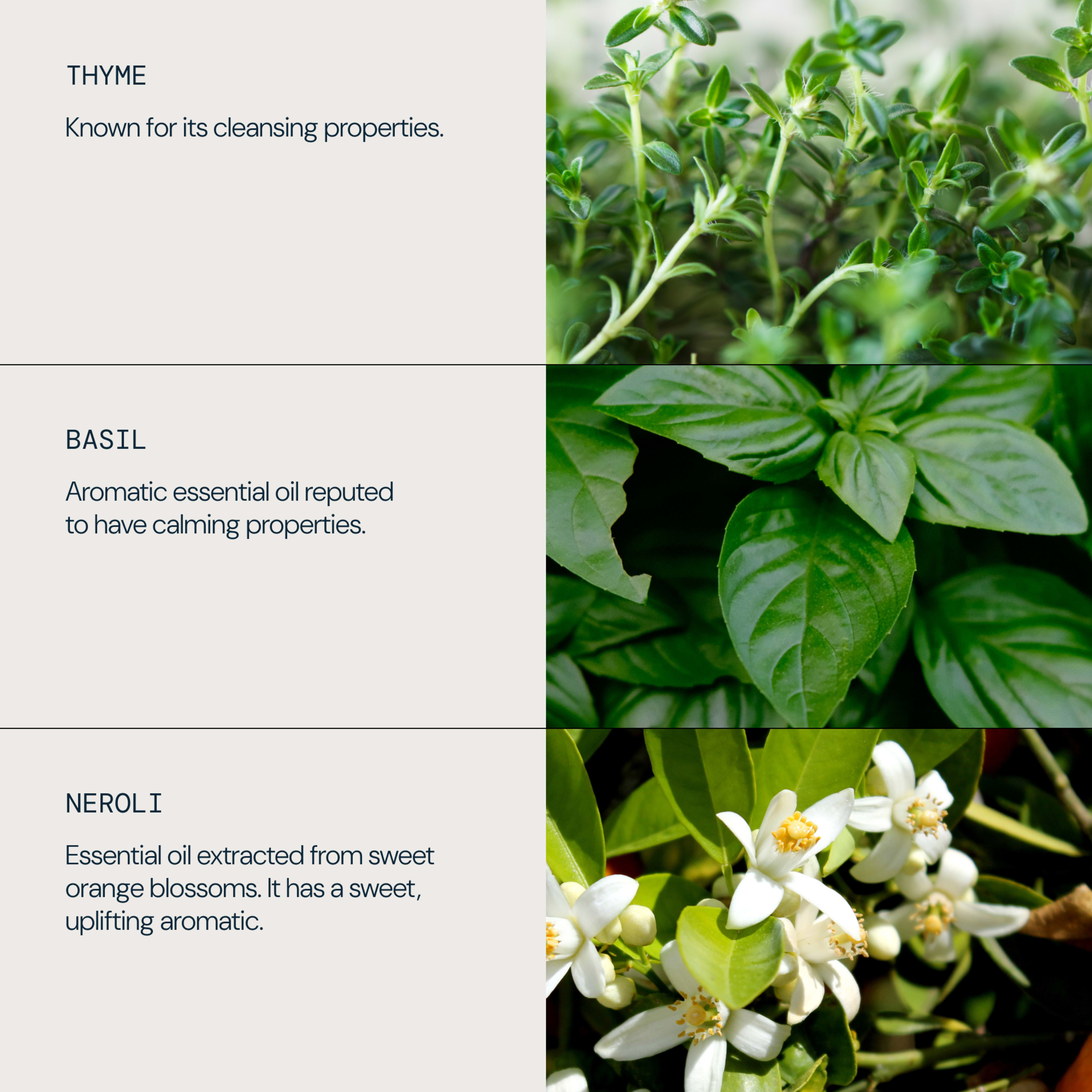 Graphic showing three botanicals used for their properties: thyme, noted for cleansing; basil, an aromatic essential oil with calming properties; and neroli, essential oil from sweet orange blossoms with a sweet, uplifting aroma.