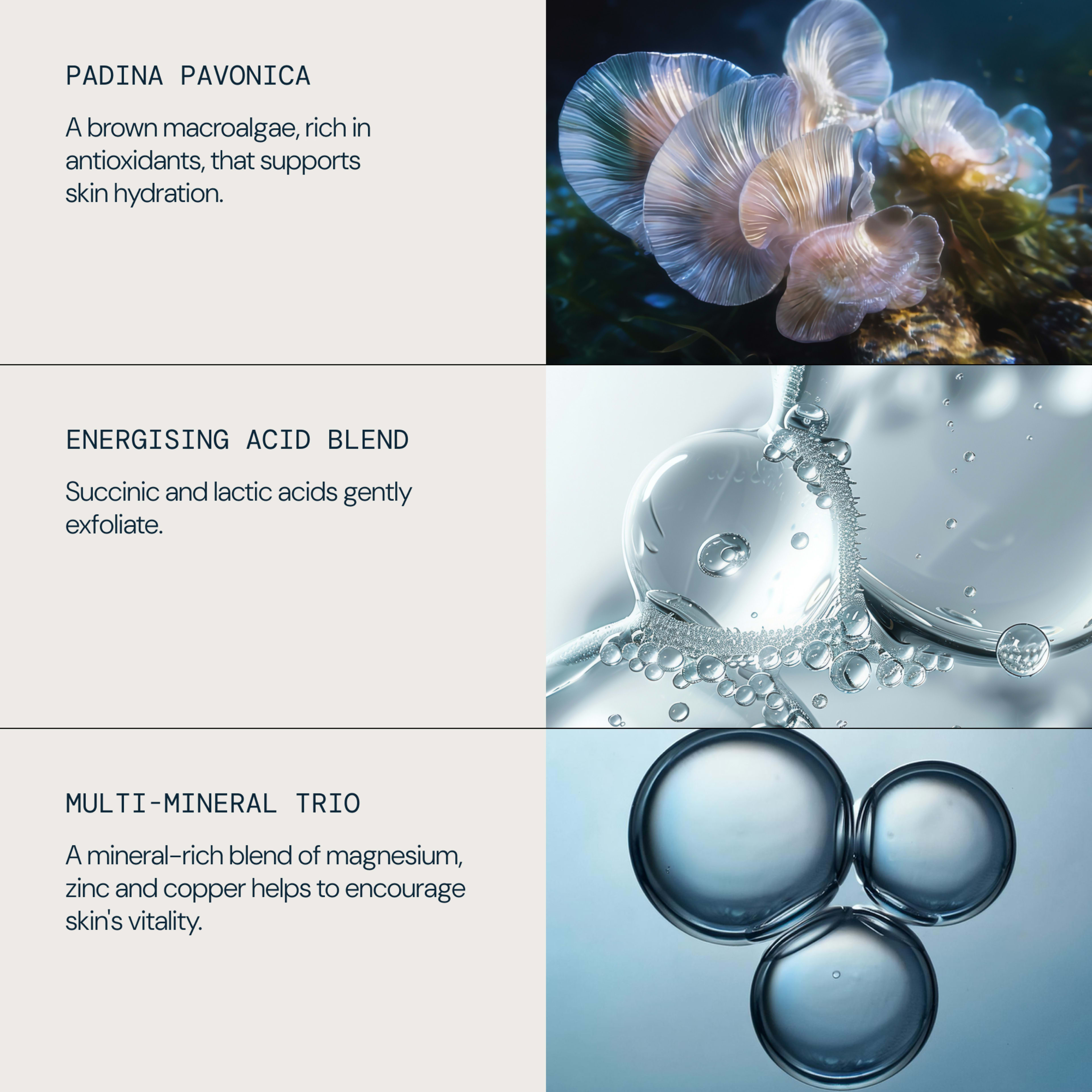 Graphic explaining ELEMIS skincare ingredients: padina pavonica, described as a brown macroalgae rich in antioxidants that supports skin hydration; an energising acid blend of succinic and lactic acids that gently exfoliate; and a multi-mineral trio of magnesium, zinc and copper to encourage skin’s vitality.