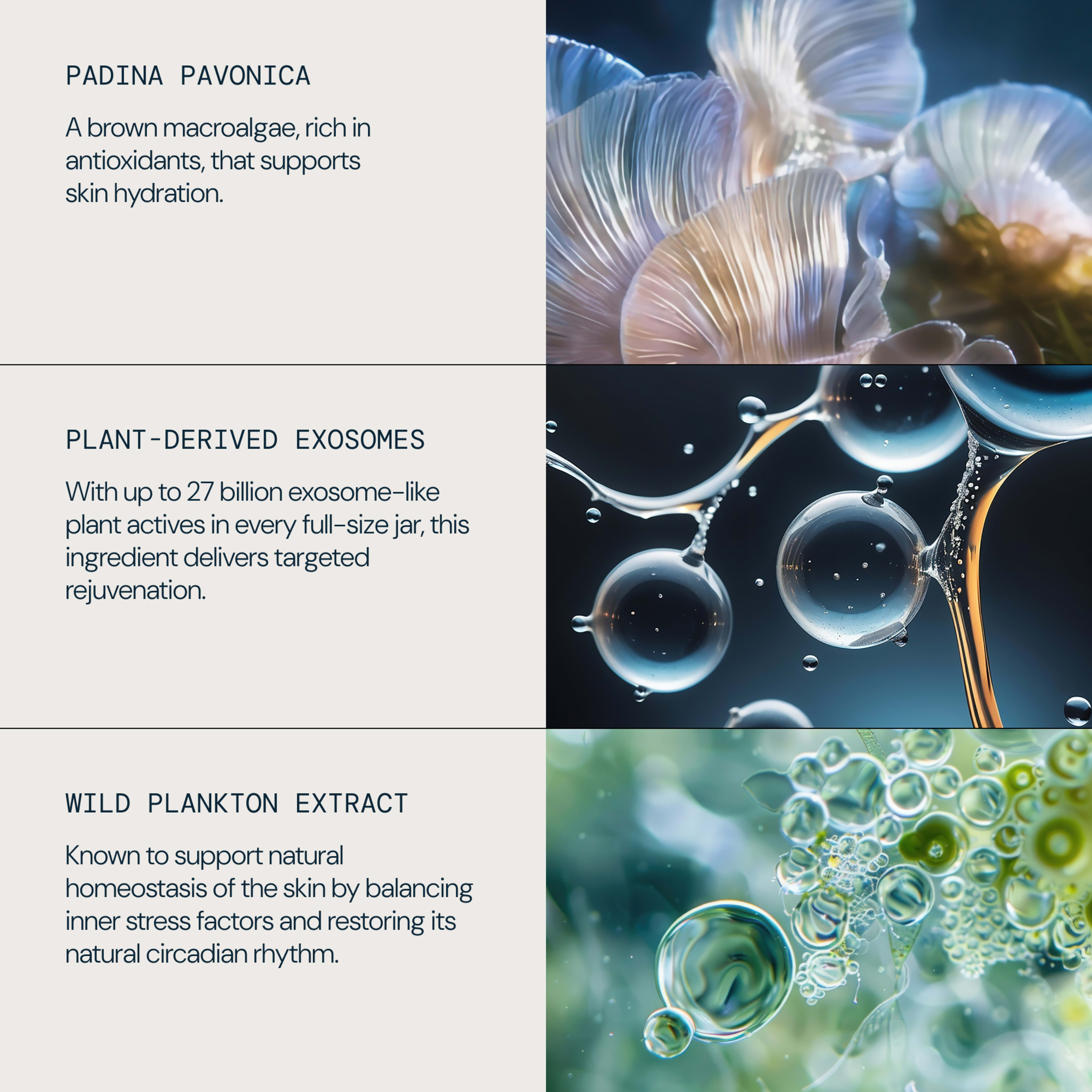 ELEMIS graphic highlighting three skincare ingredients with abstract close-ups: padina pavonica, plant-derived exosomes, and wild plankton extract. Text notes antioxidants for skin hydration, 27 billion exosome-like plant actives for rejuvenation, and support for skin homeostasis and circadian rhythm.