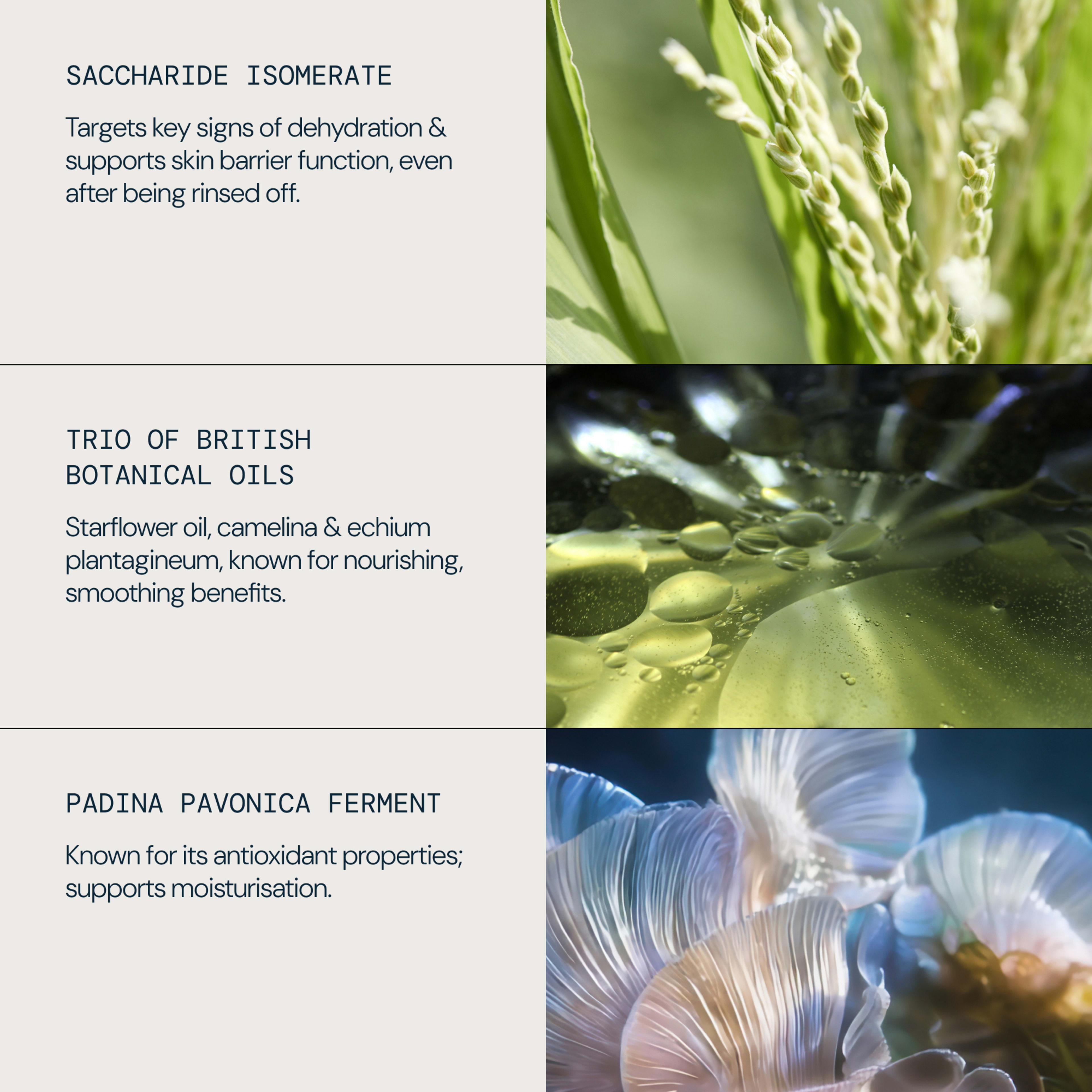 Graphic listing ELEMIS skincare ingredients and benefits: saccharide isomerate for dehydration and skin barrier support; trio of British botanical oils (starflower, camelina, echium plantagineum) for nourishing, smoothing; padina pavonica ferment for antioxidant, moisturising support.
