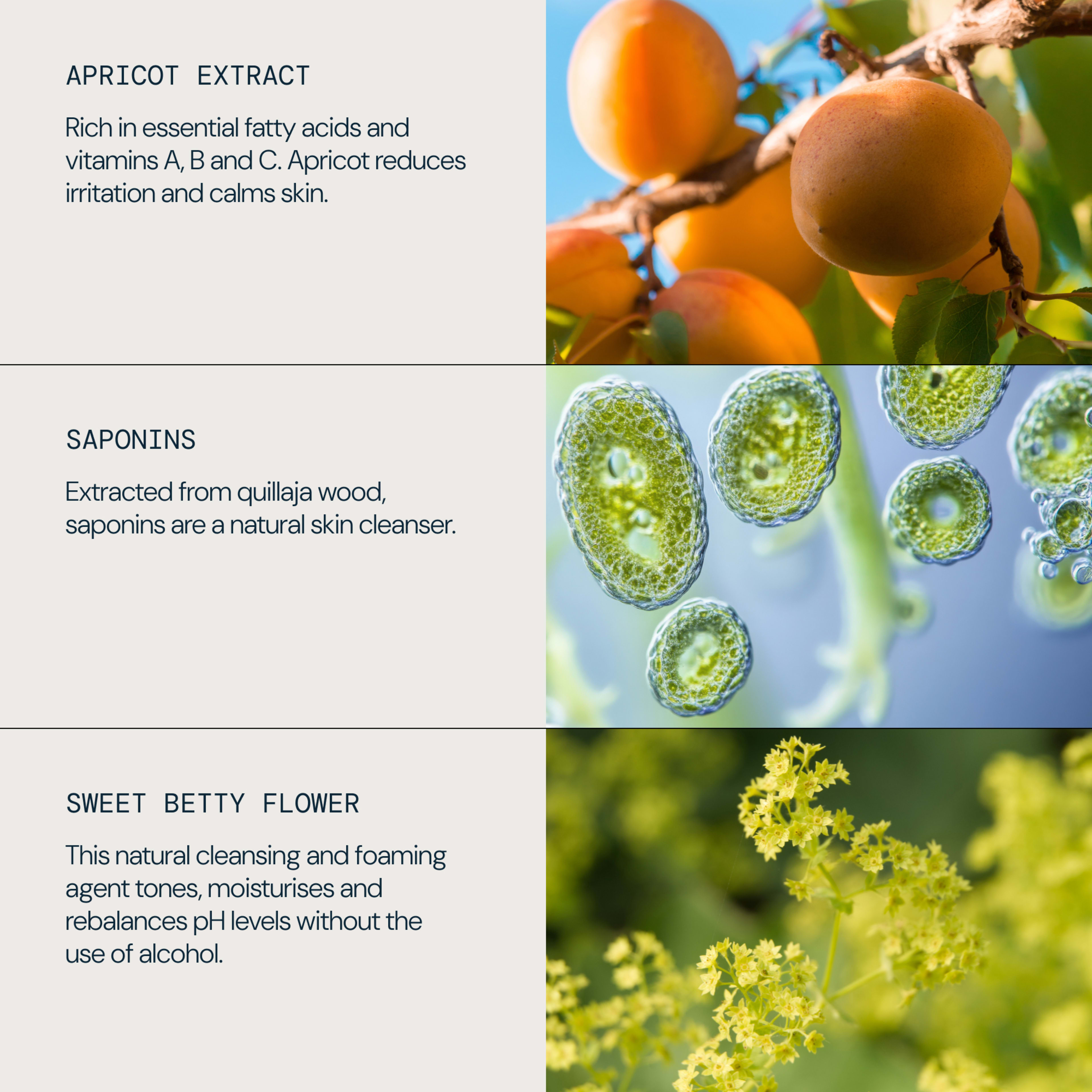 Graphic showing key skincare ingredients: apricot extract rich in essential fatty acids and vitamins A, B and C to reduce irritation and calm skin; saponins from quillaja wood as a natural skin cleanser; sweet betty flower as a natural cleansing, foaming, toning and moisturising agent.