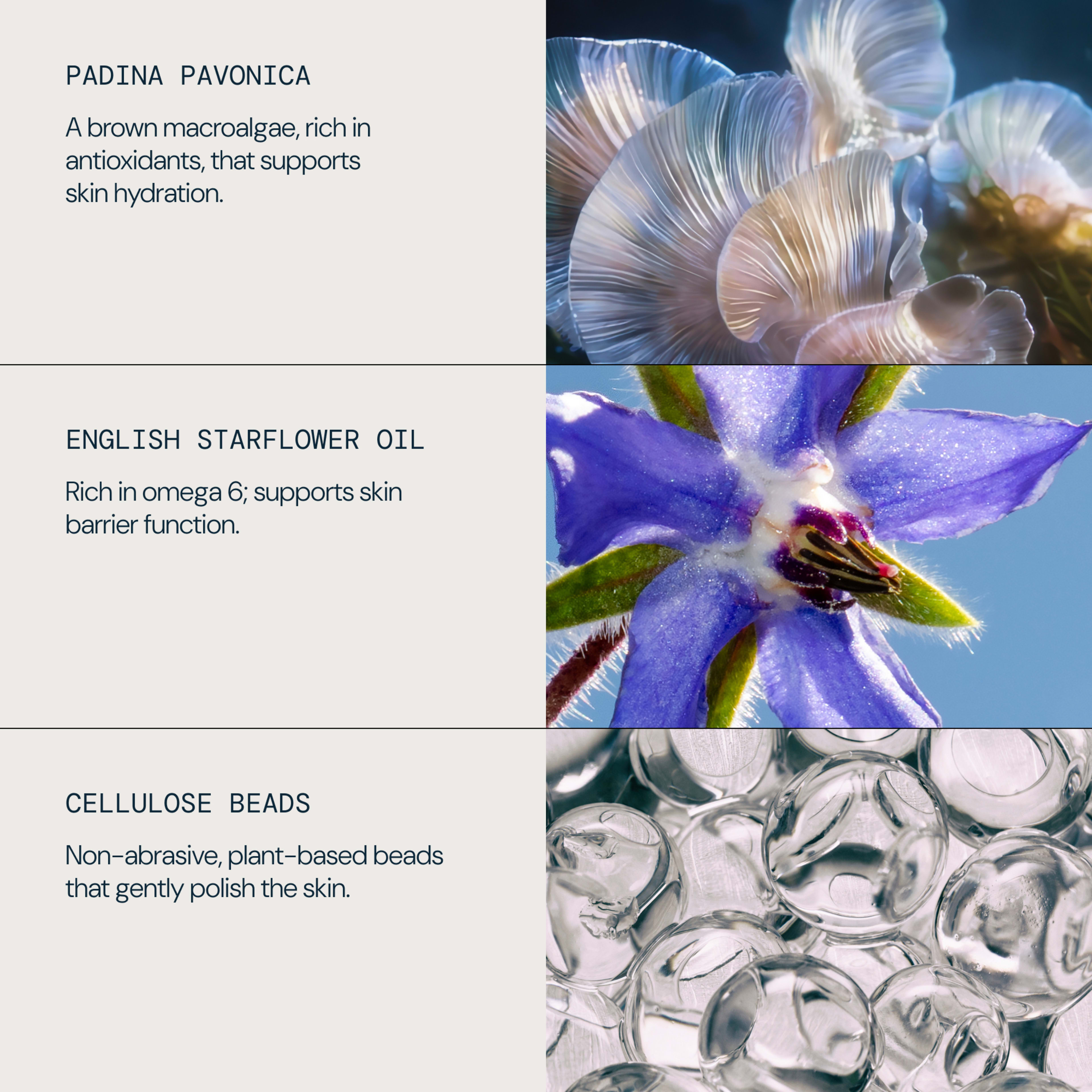 PADINA PAVONICA macroalgae, rich in antioxidants, supports skin hydration; alongside a close-up of translucent underwater fronds. English starflower oil, rich in omega 6, supports skin barrier; shown with a purple starflower next to clear cellulose beads that gently polish skin.